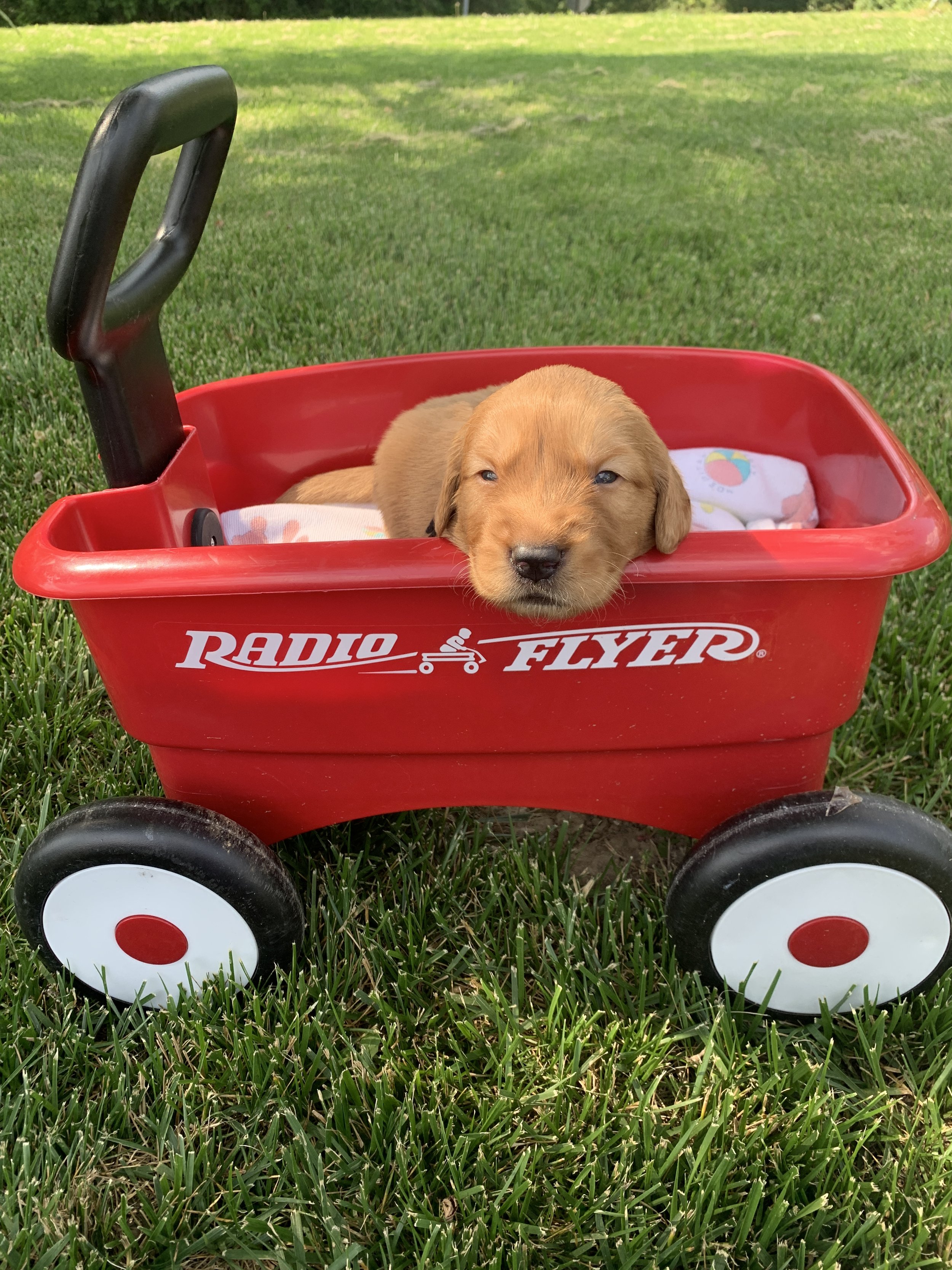 BlackBoy3 3 weeks.JPG