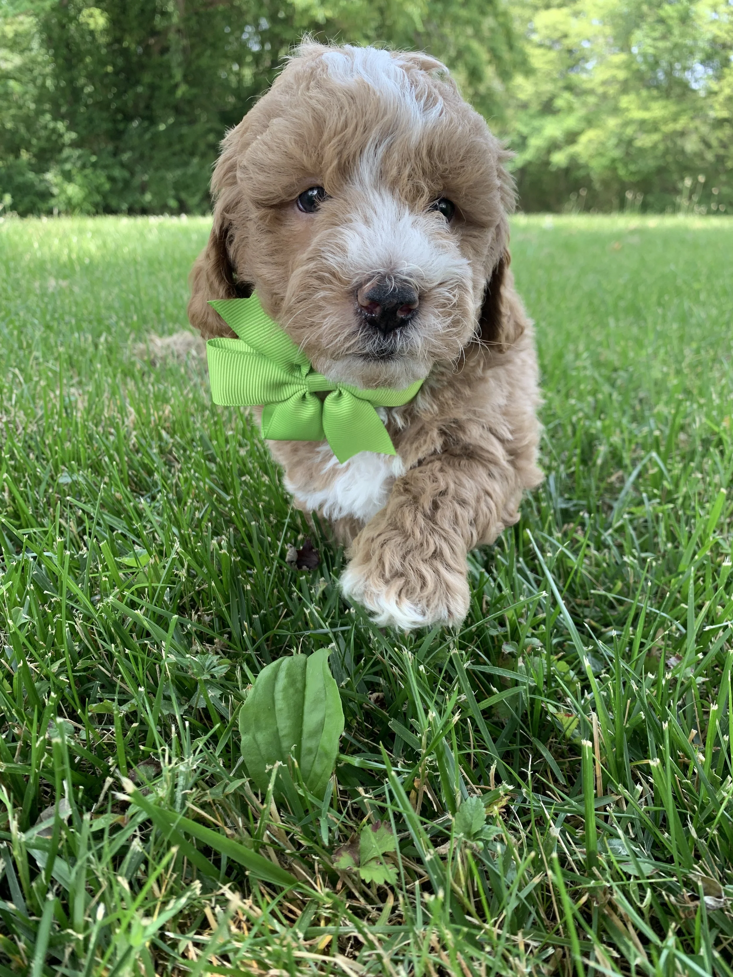 Yoda 6 Weeks Old.JPG
