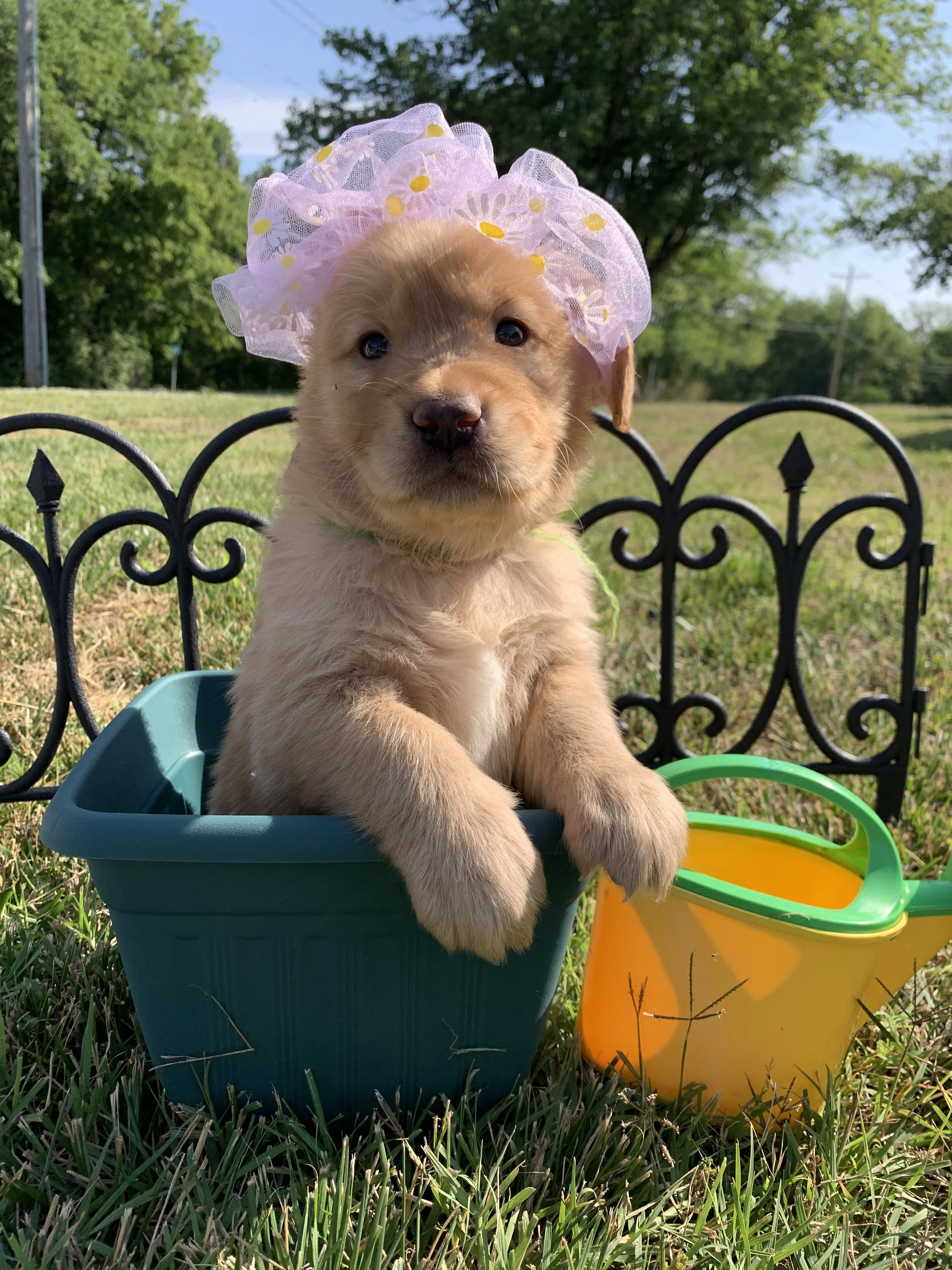 GreenGirl3 - 5 Weeks Old.JPG