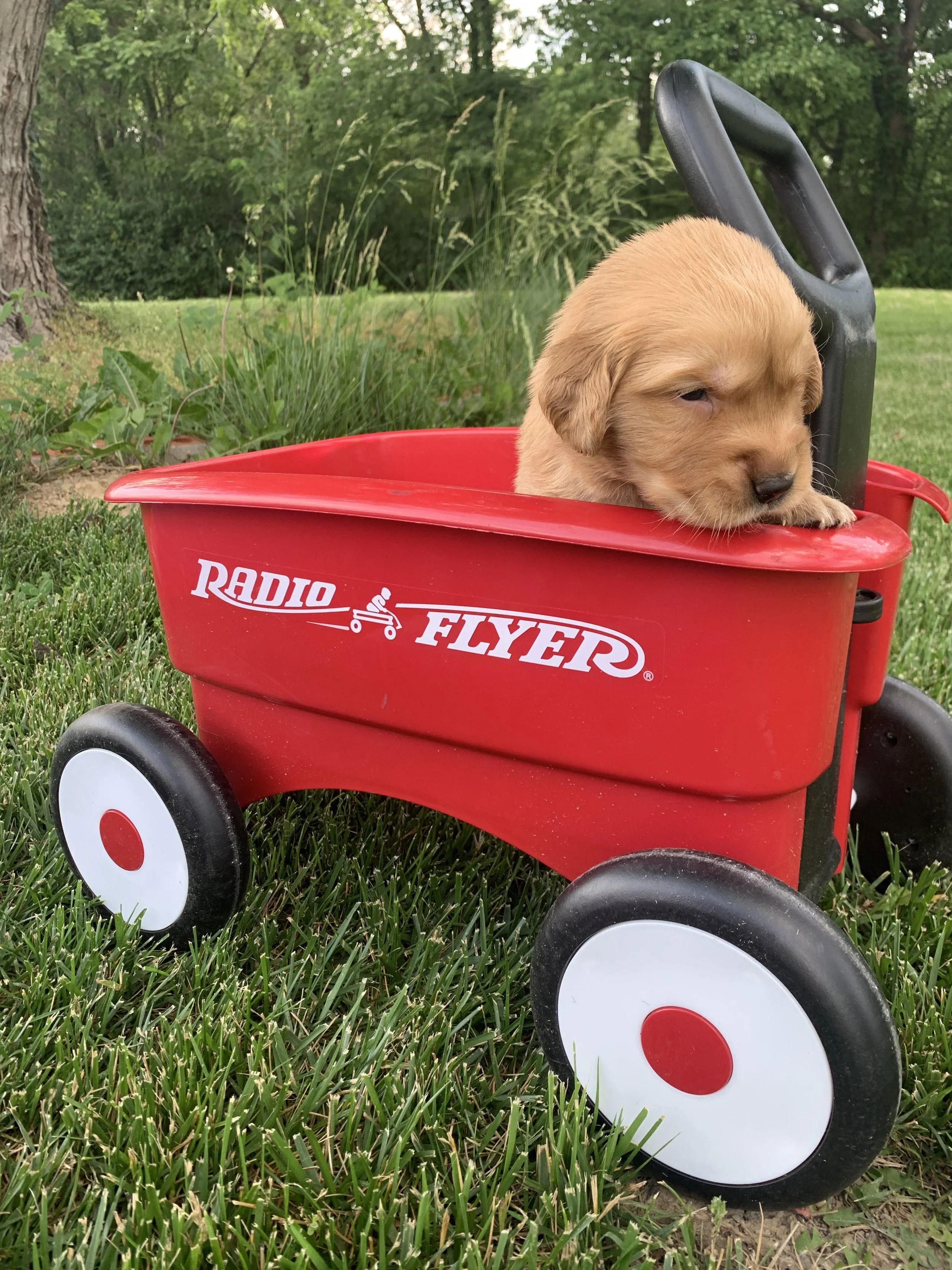 SilverBoy3 3 weeks.JPG