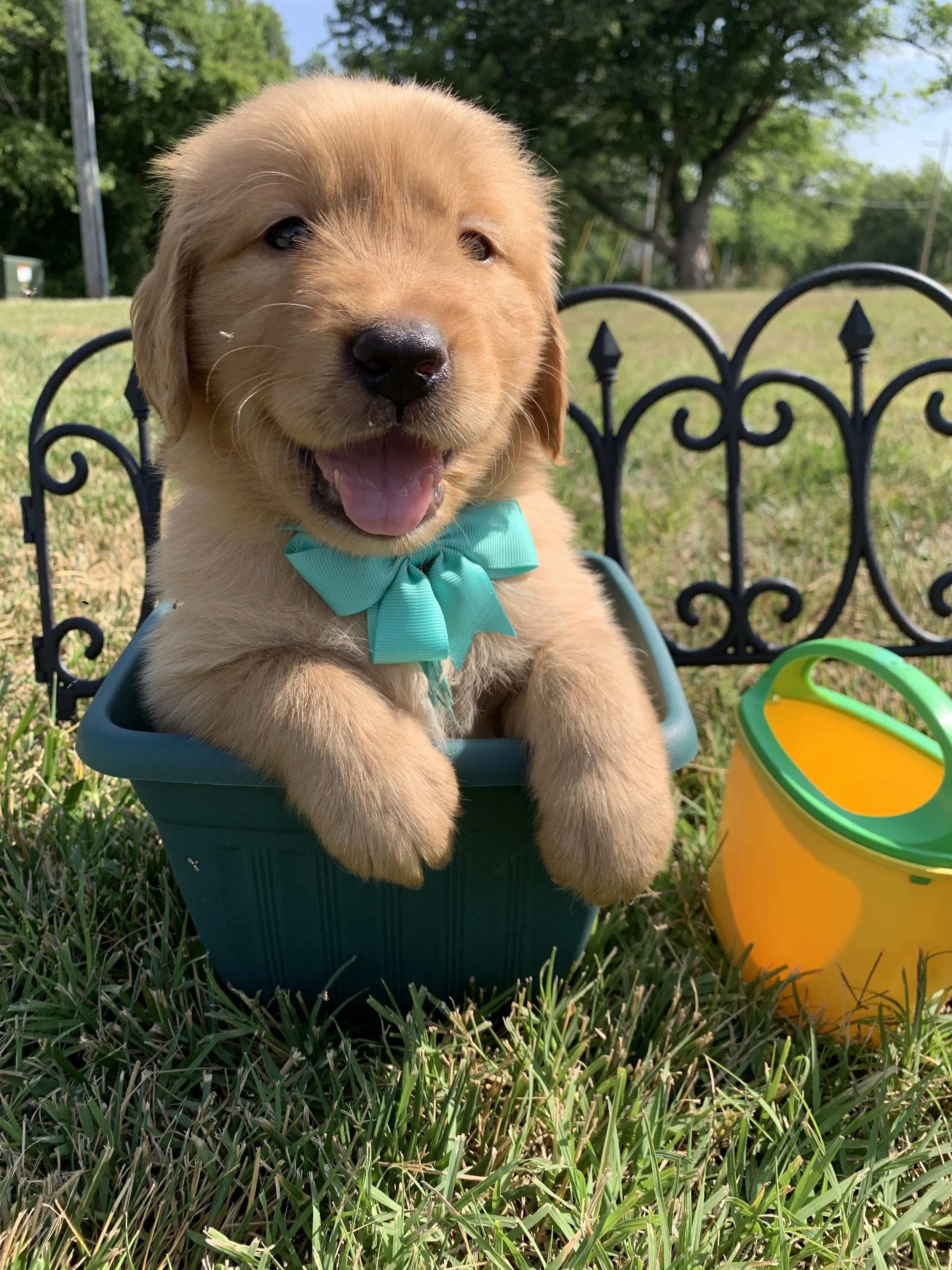 TealBoy3 - 5 Weeks Old.JPG