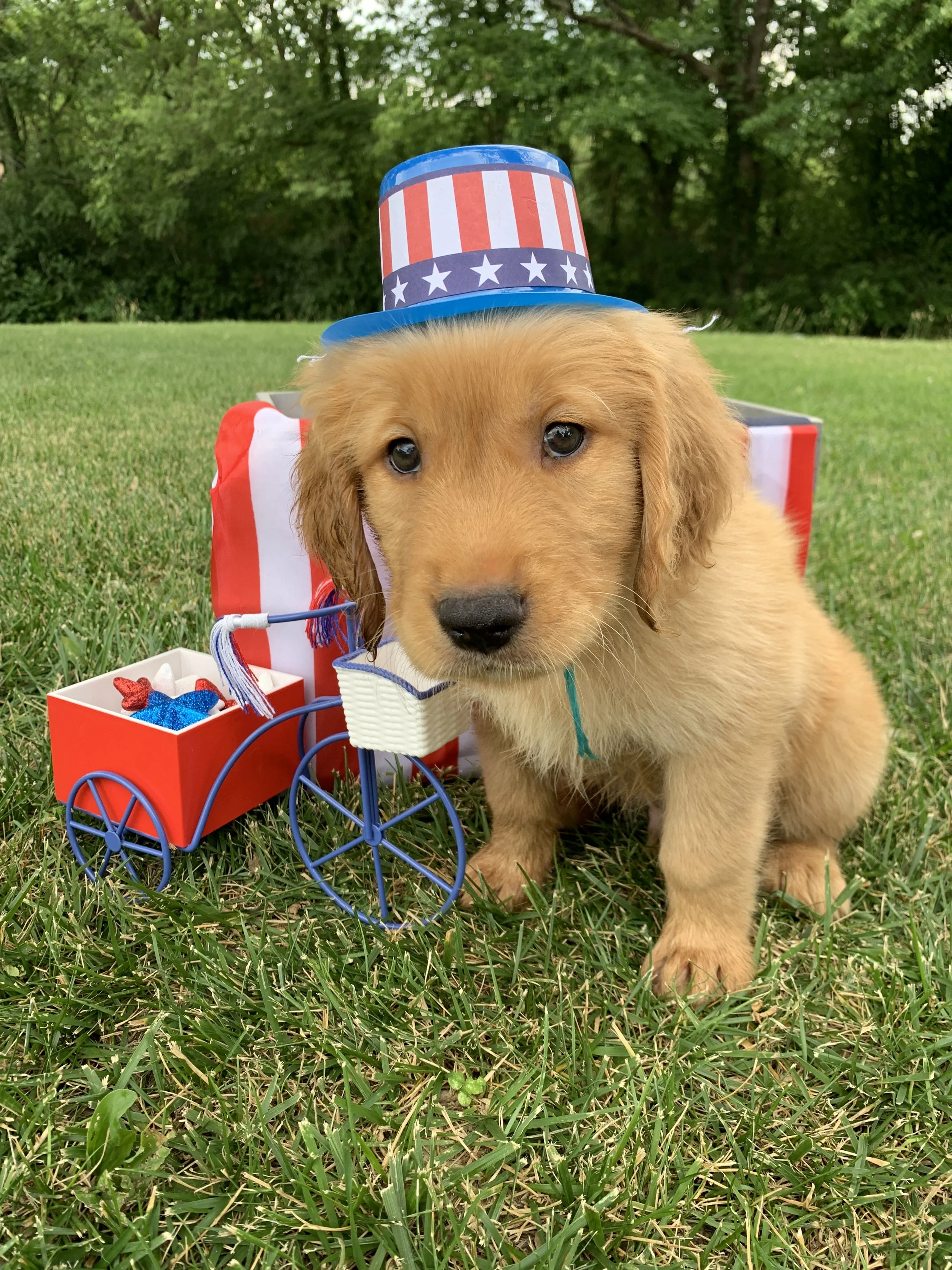 TealBoy 7 Weeks Old.JPG