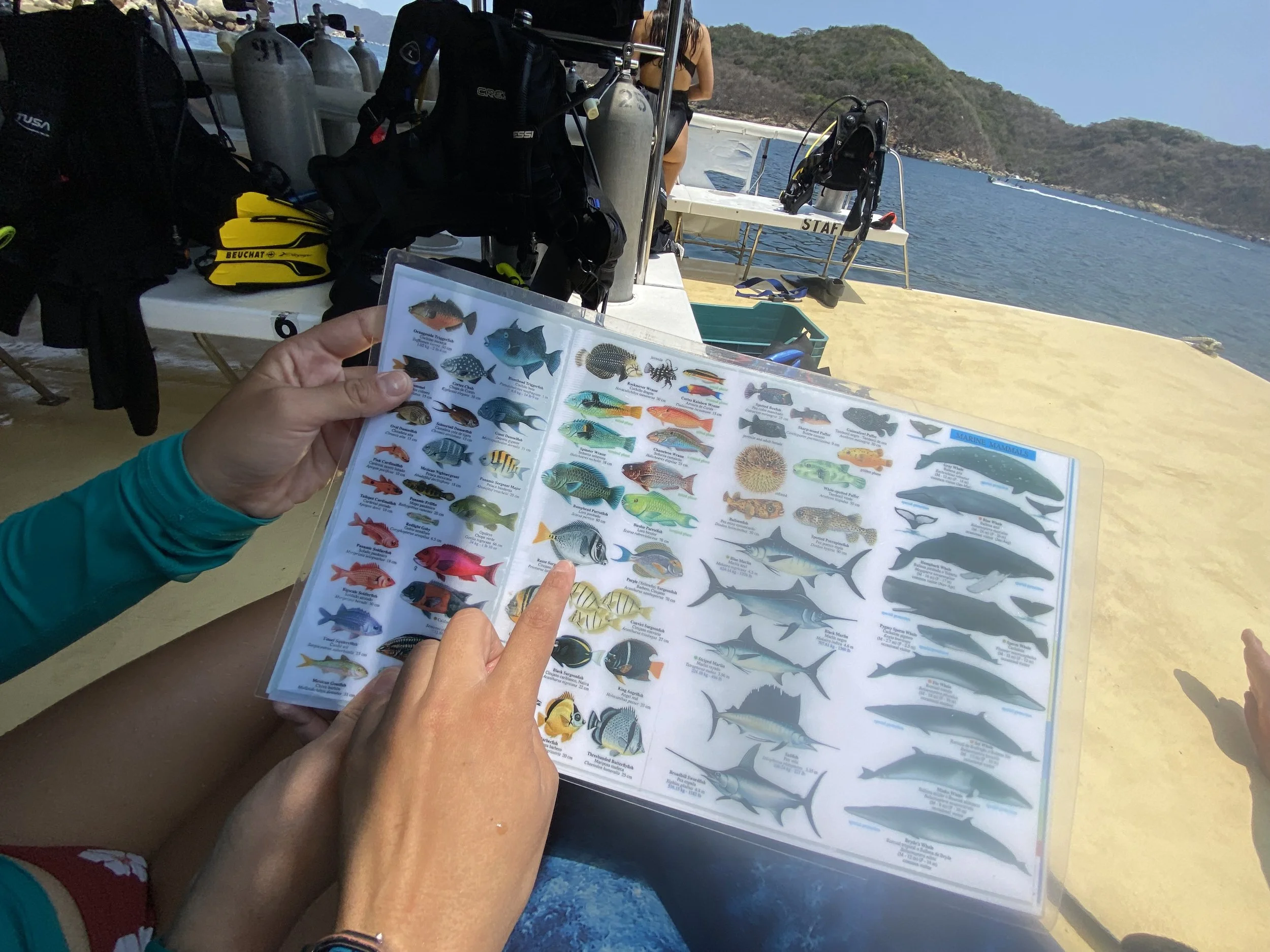 Person holding a laminated fish identification chart while sitting on a boat dock with divers' gear and scuba tanks in the background, overlooking the water and distant hills.