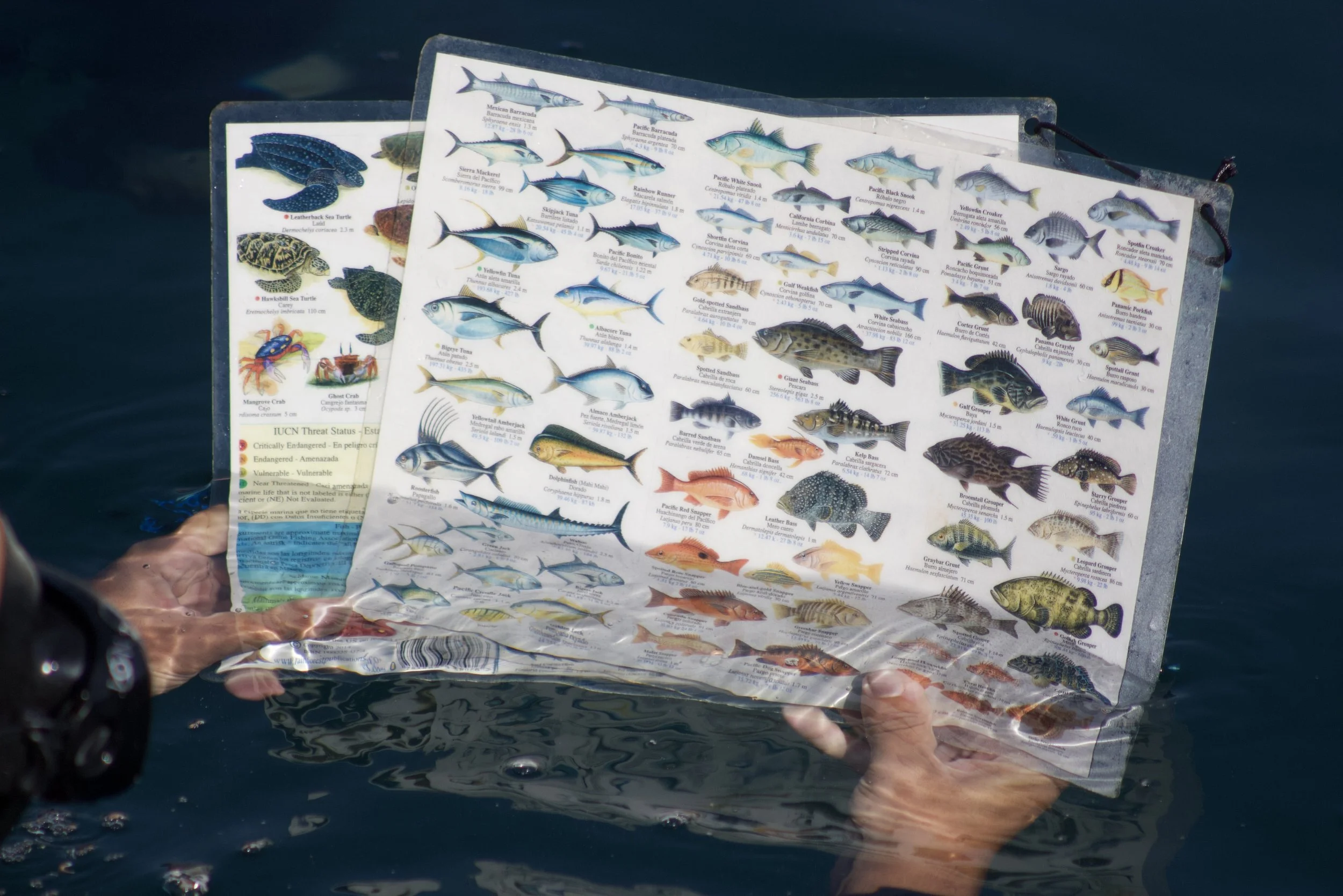 Person holding a laminated fish identification chart while standing in water, showing various images of different fish species.