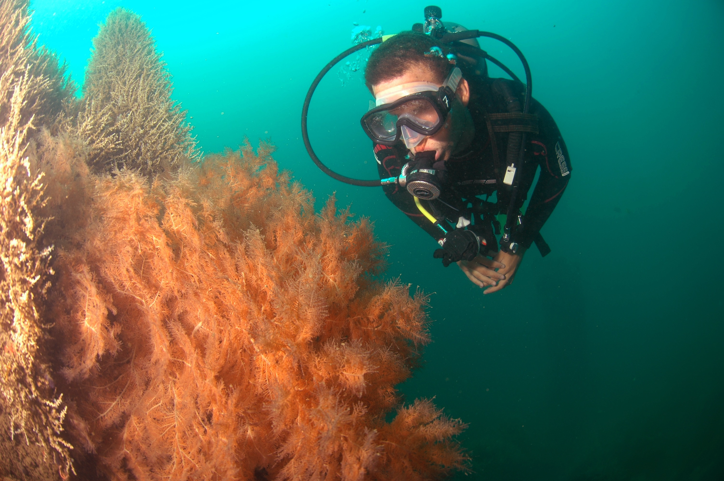 A scuba diver exploring a vibrant orange coral reef underwater.
