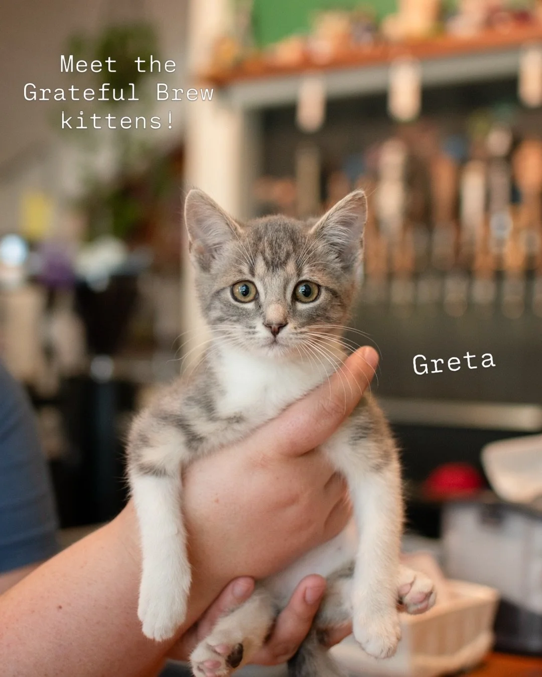 Meet Greta and Bruce! These siblings spent the afternoon at work with us and are waiting for their forever home, so please share and comment so they find their purrfect family!

Quick details:
- one female and one male from same litter
- approximatel