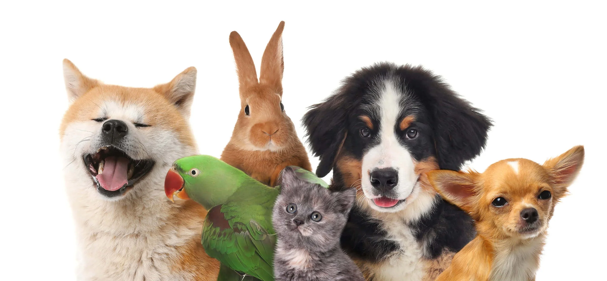 Blessing of the Animals