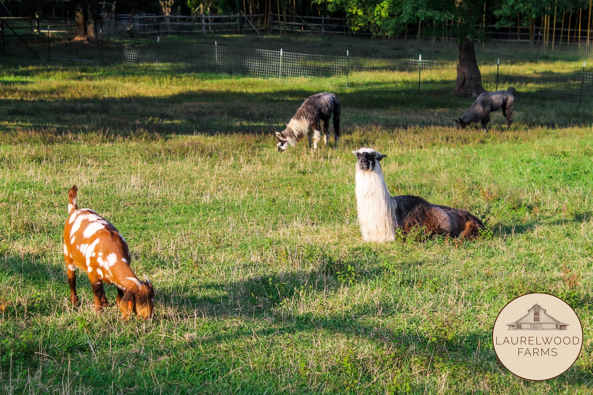 IMG_1692 copy copy.jpg