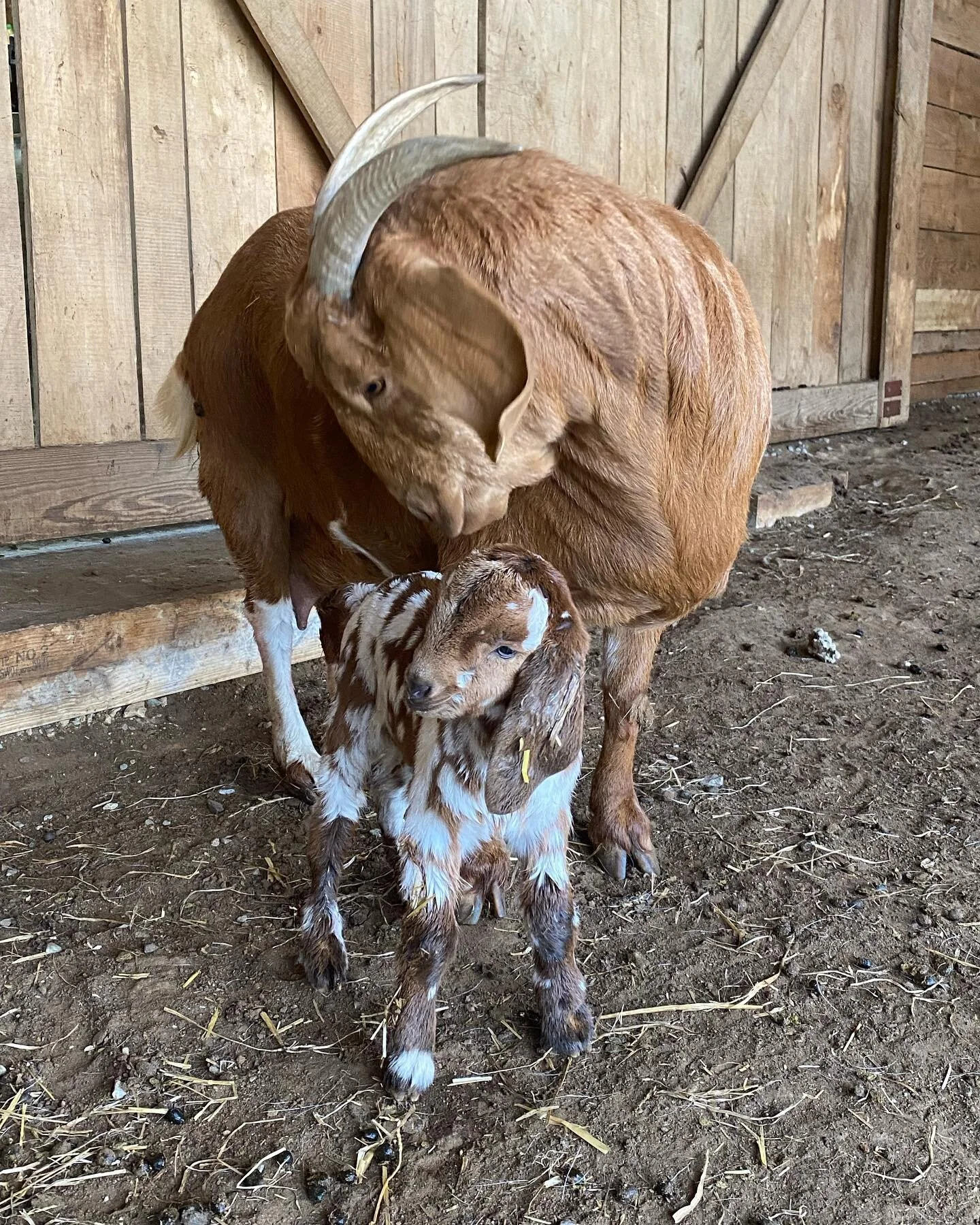 Laurelwood  Farms would like to welcome a long legged, addition. Laurelwood&rsquo;s Elegant Plamka. #boergoats #baby goats #laurelwood #signalmountaintennessee # Sequatchie  #sequatchiecounty #chattanooga #tnfarm #chattanoogafarm #farmlife