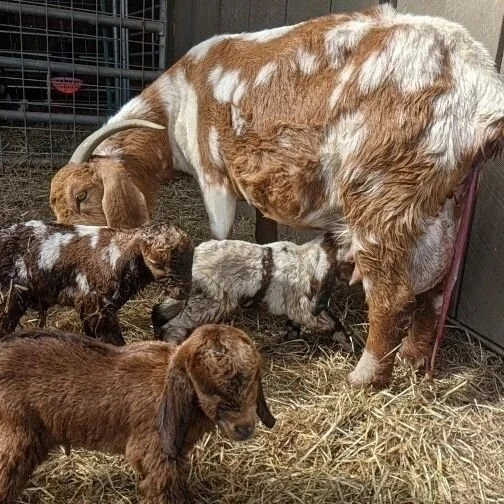 Our first set of triplets!

#boergoats #boer #boerkids #triplets #laurelwoodfarm #signalmountaintennessee #signalmtntn #chattanooga #chattanoogafarm #chattanoogatennessee #tennessee