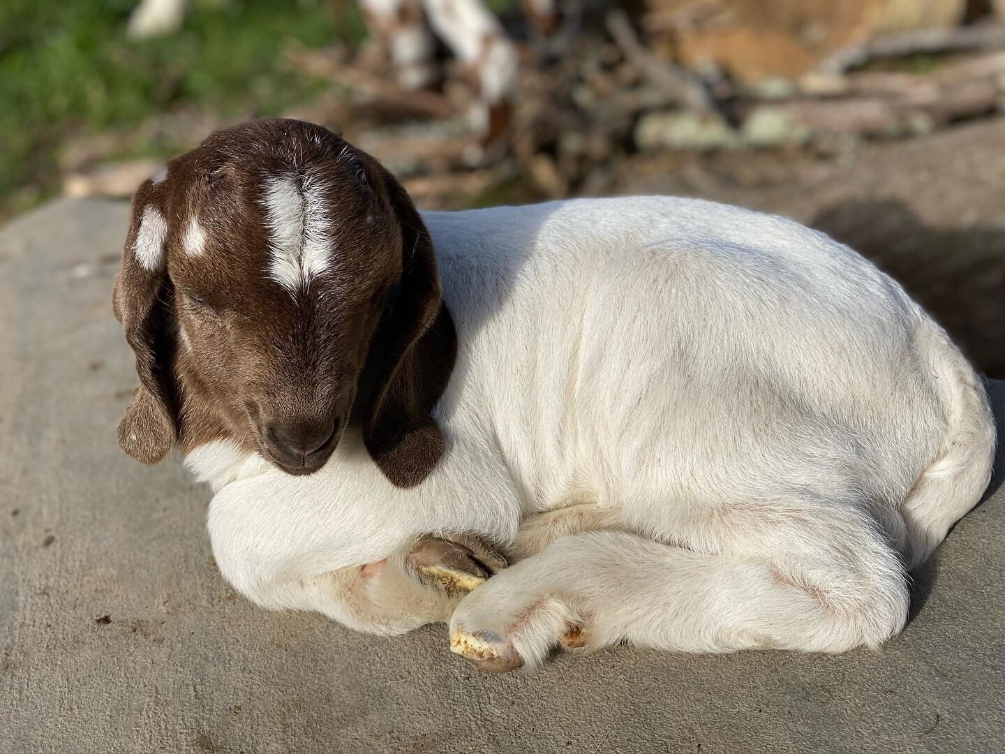 Nikolai in a contemplative moment.