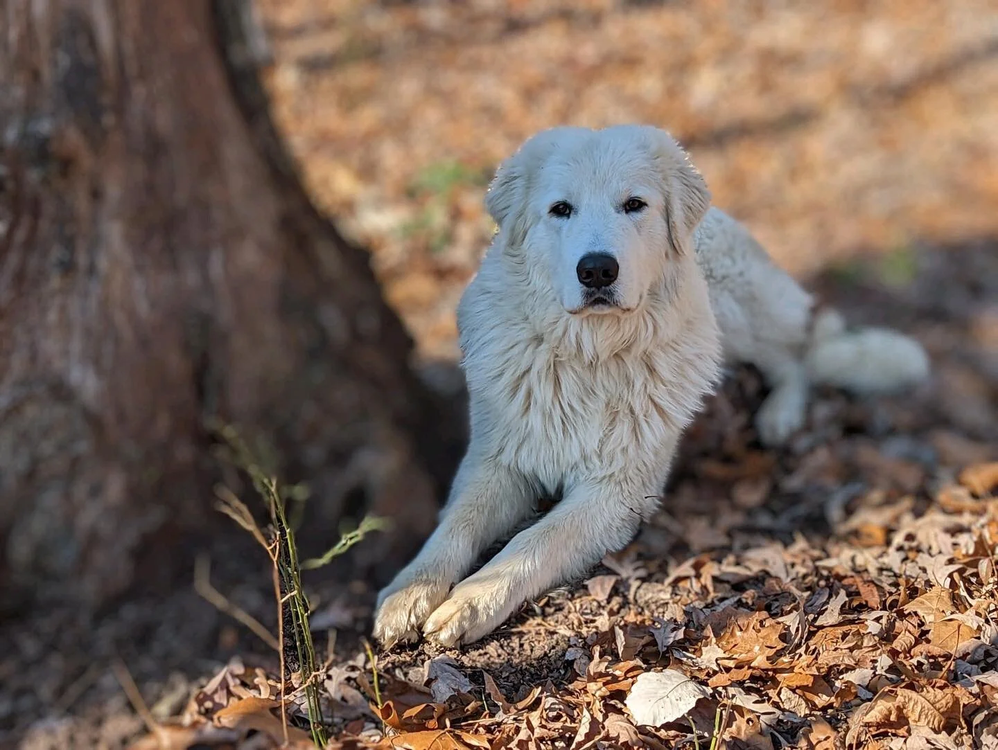 Marco, our Maremma puppy, paused for a fall pose.  #maremma  #maremmasheepdog  #maremmapuppy