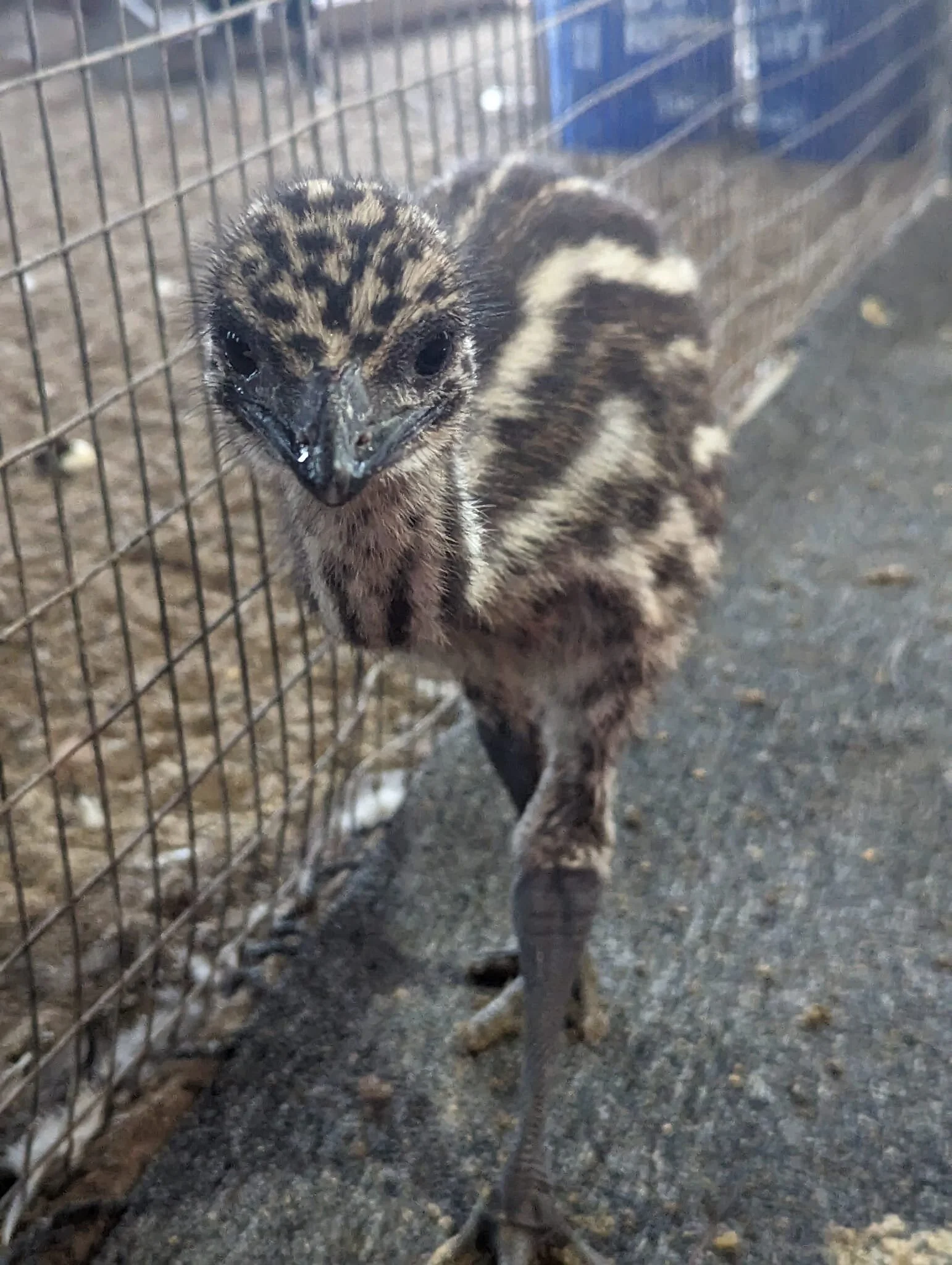 Some more new babies on the farm!