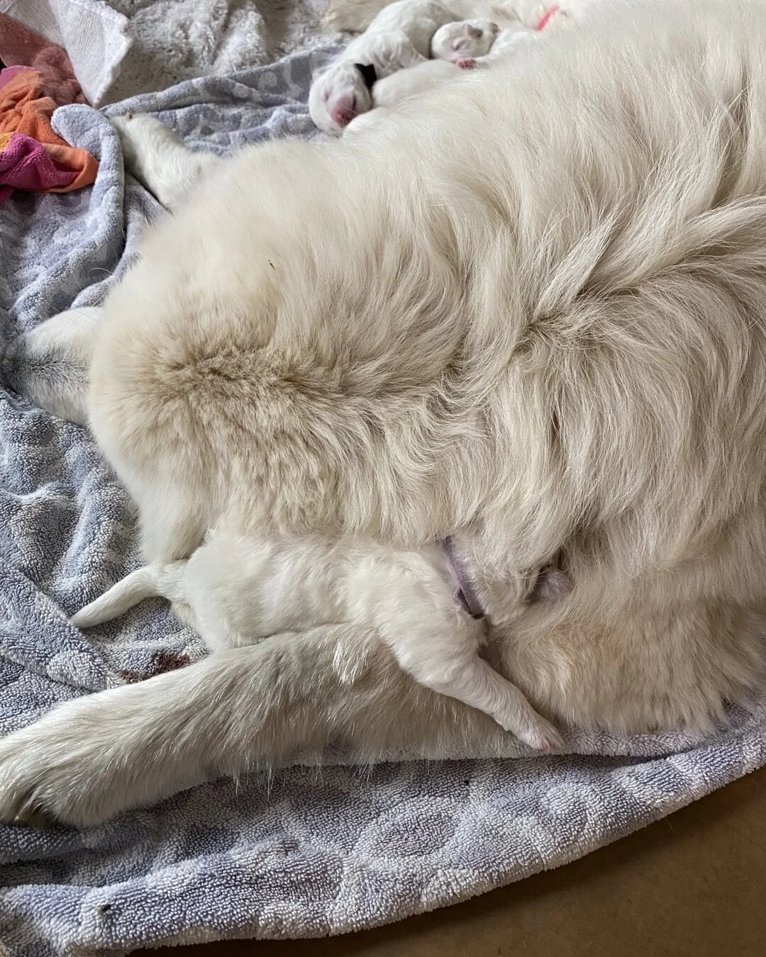Our Maremma Mia on day two of motherhood. Cuddling with a pup.