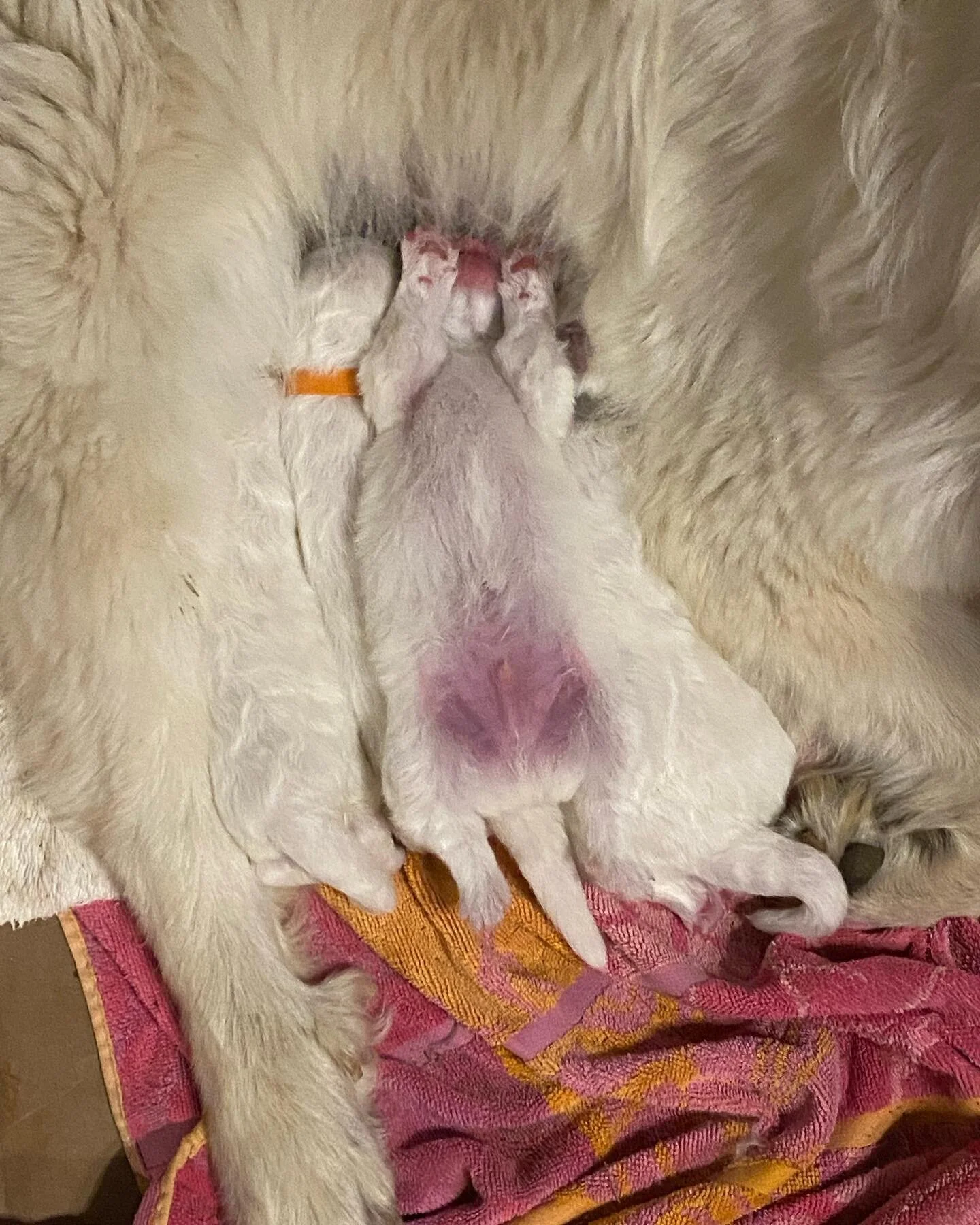 Day 3:  Maremma puppy humor. Purple prefers eating upside down.