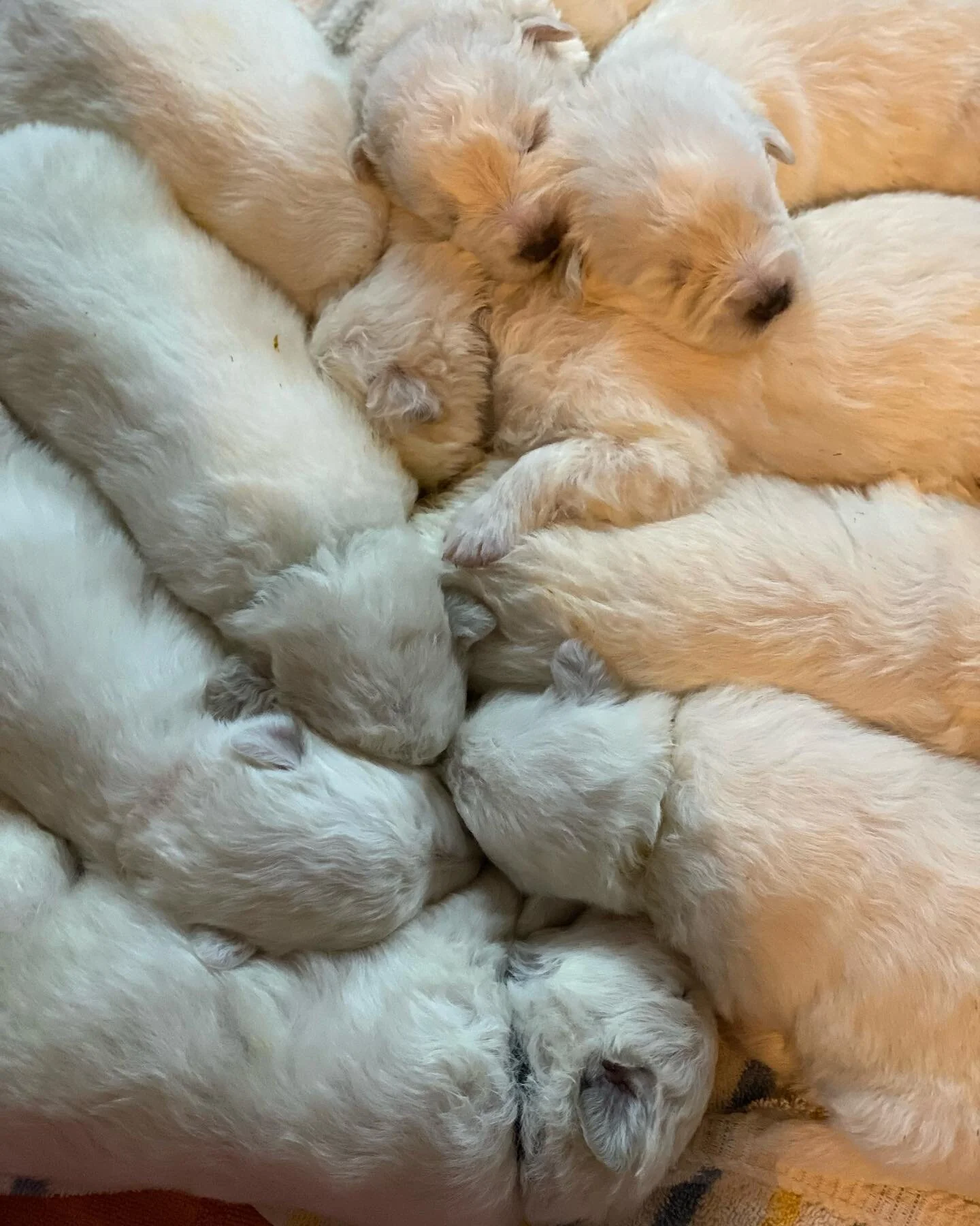 The Maremma pups were practicing their herringbone formation this morning. #maremma #maremmasheepdog #maremmapuppies #lgd
