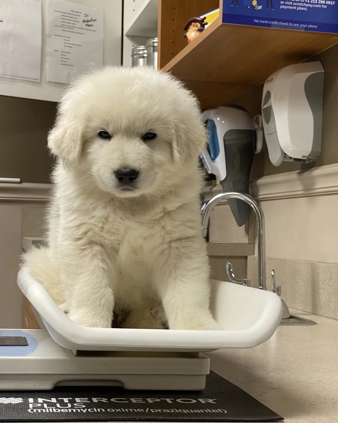 Mr Black tipping the scales at 11lbs for the 6 week check up. #maremma #maremmapuppies #laurelwoodfarms