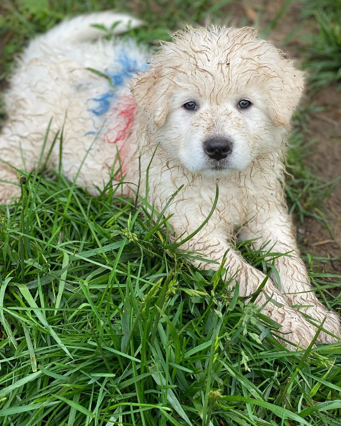 Mr Purple relaxing after his first day in the pasture with the goats. #maremma #maremmapuppy  #laurelwoodfarms #signalmountain