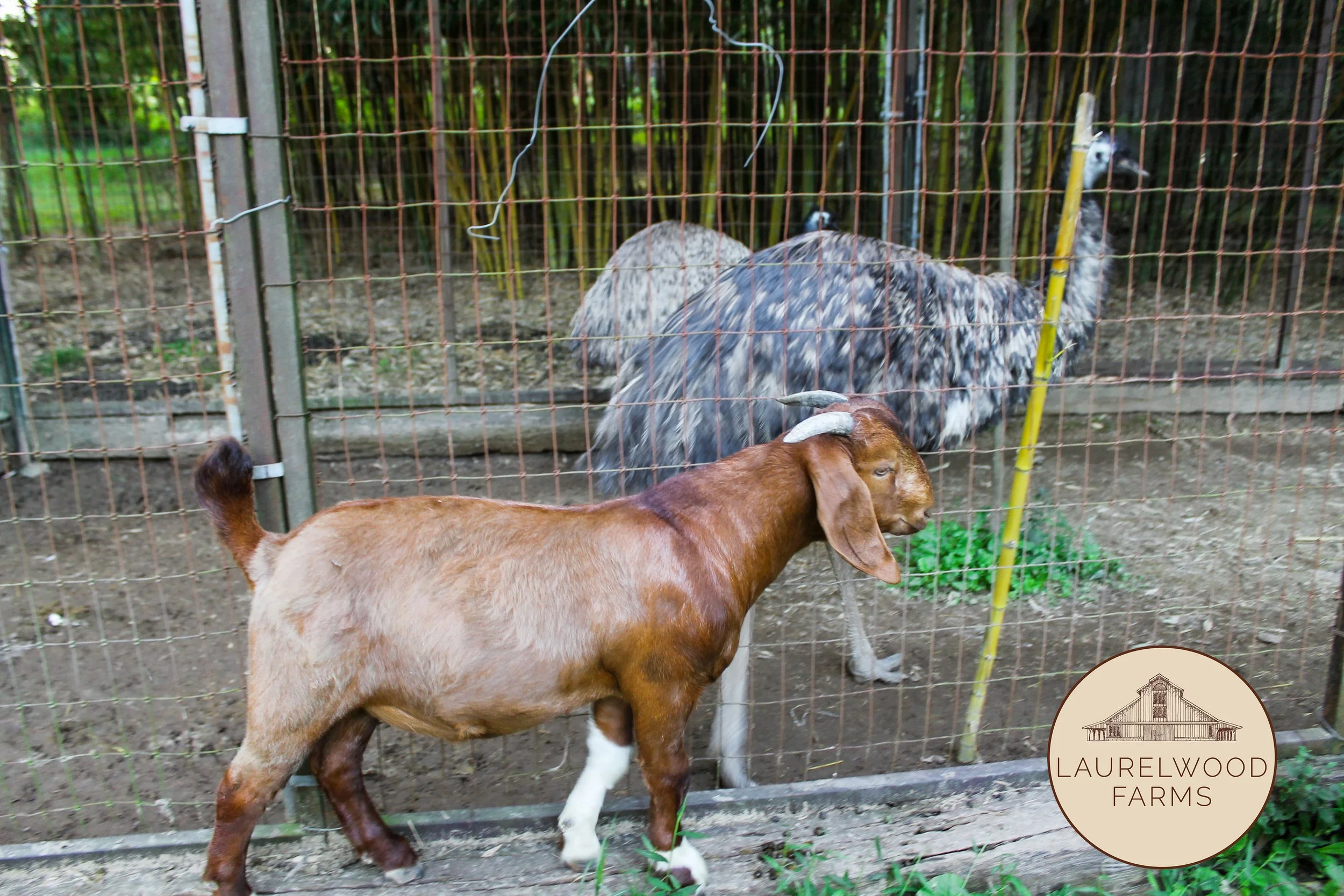 Frank and Emu copy.jpg