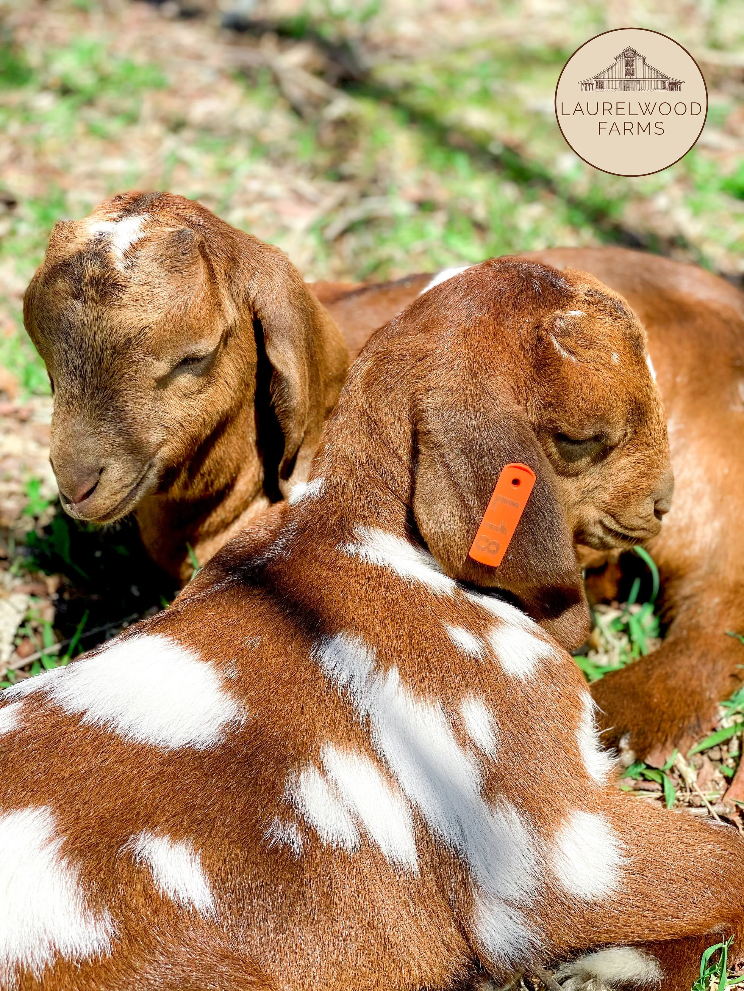 Stacey (L19) and Dolly (L18) copy.jpg