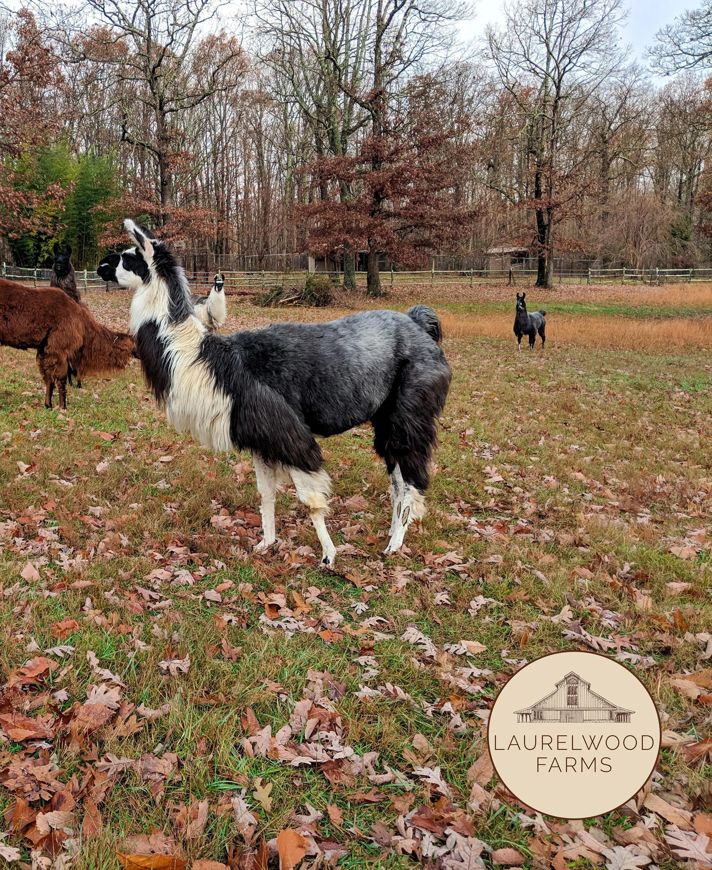 MVIMG_20181124_102325 copy.jpg