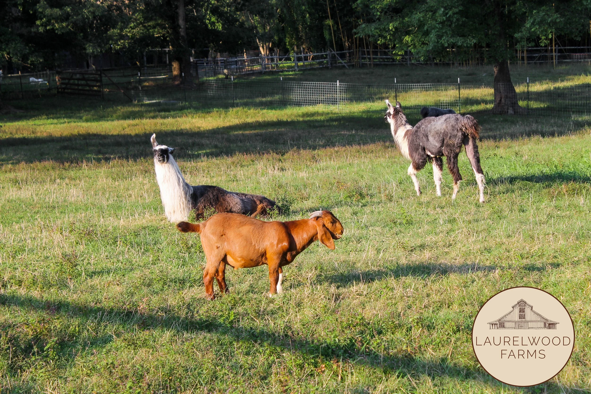 Frank and Llamas copy.jpg