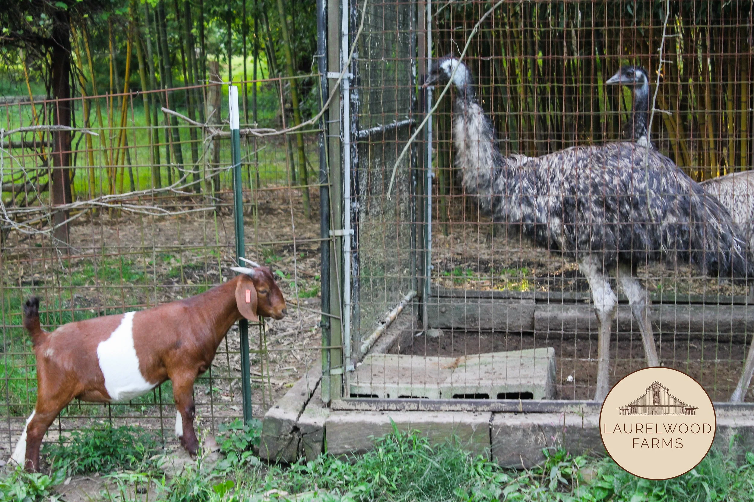 MOON PIE AND EMU copy.jpg