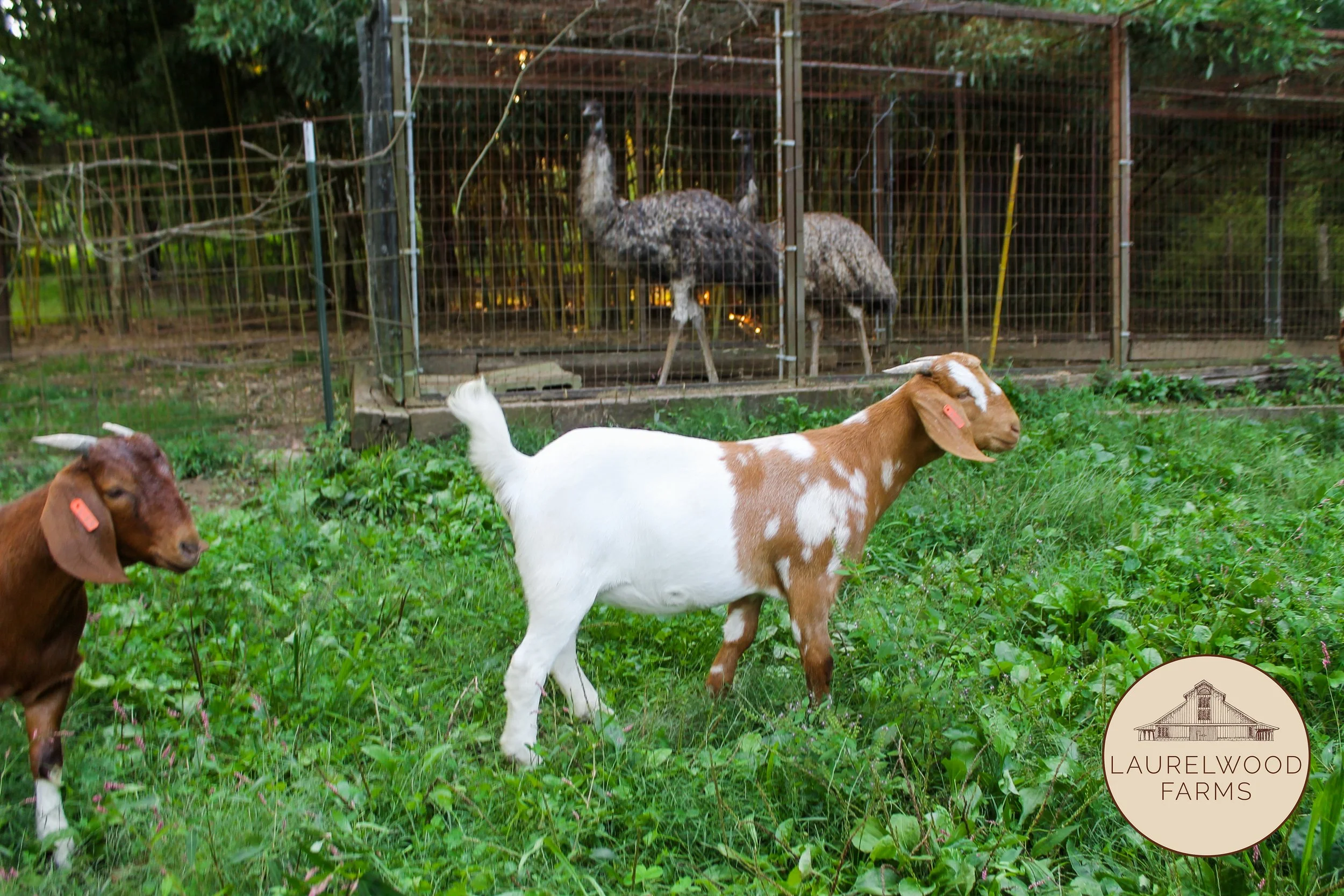 Curtis and Emus copy.jpg