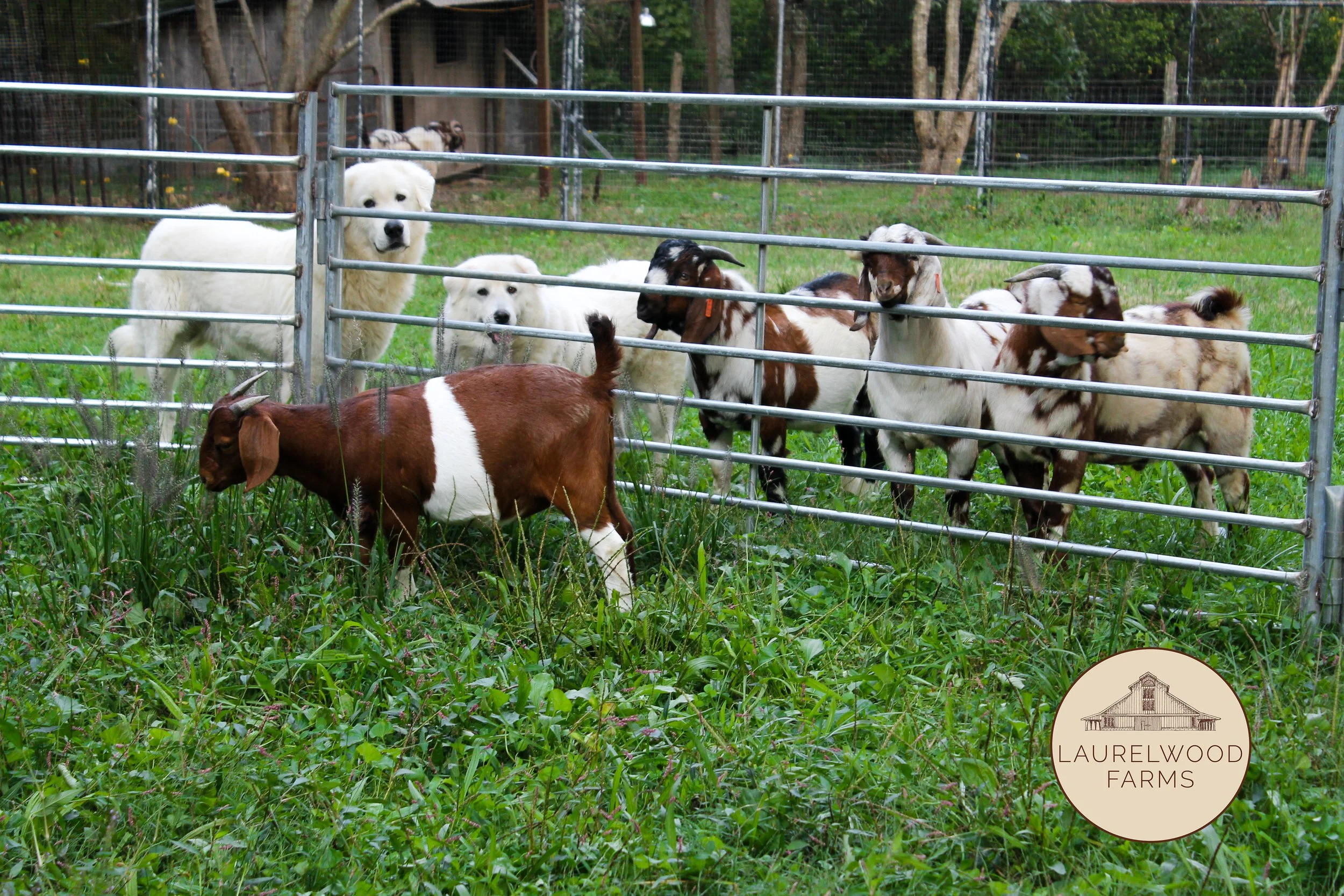 Mia and Luigi 3 copy.jpg