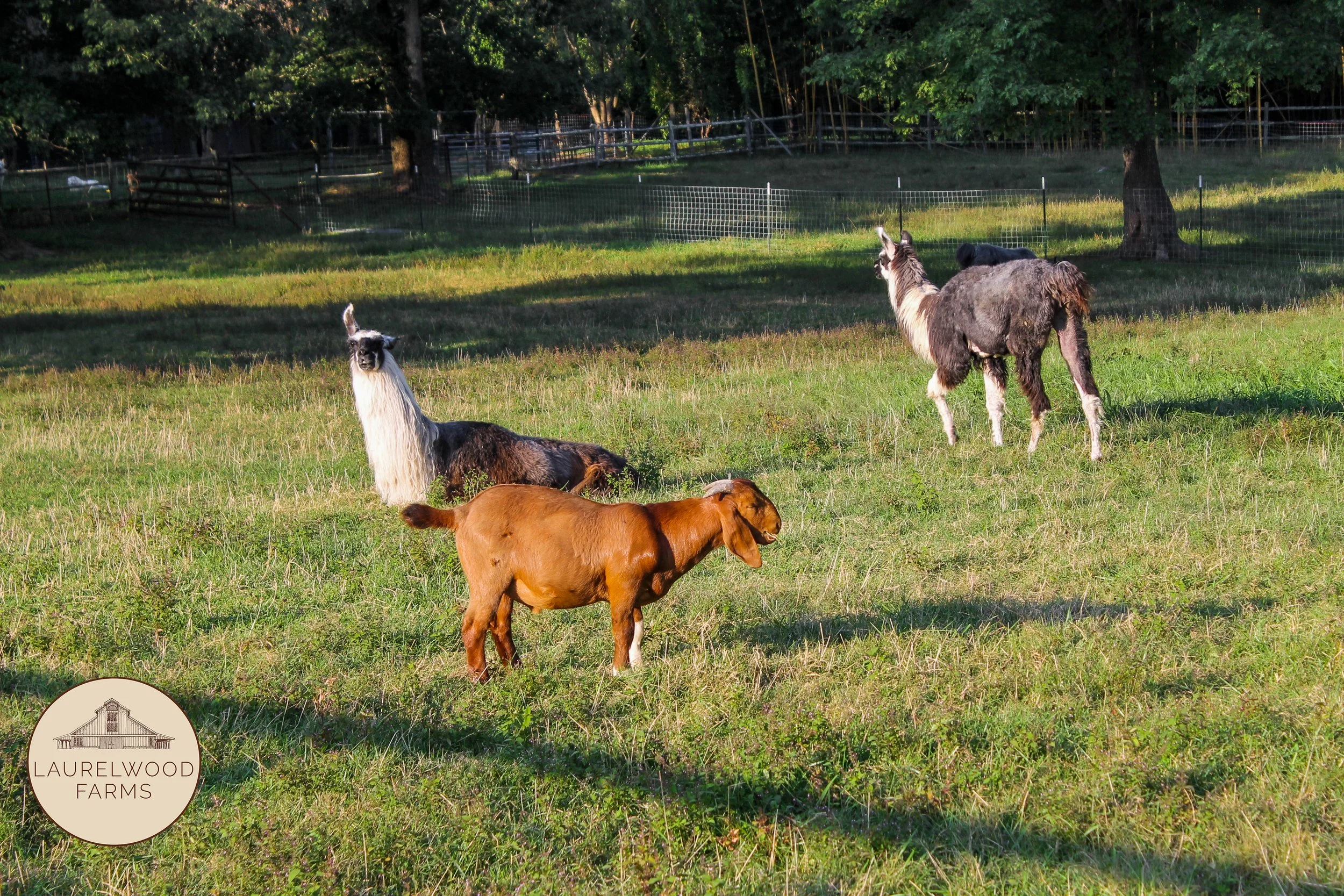 IMG_1663 copy copy.jpg