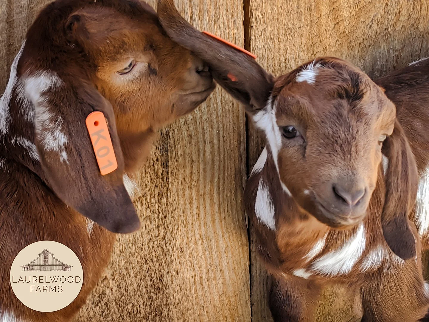 IMG_20200415_151604 copy.jpg