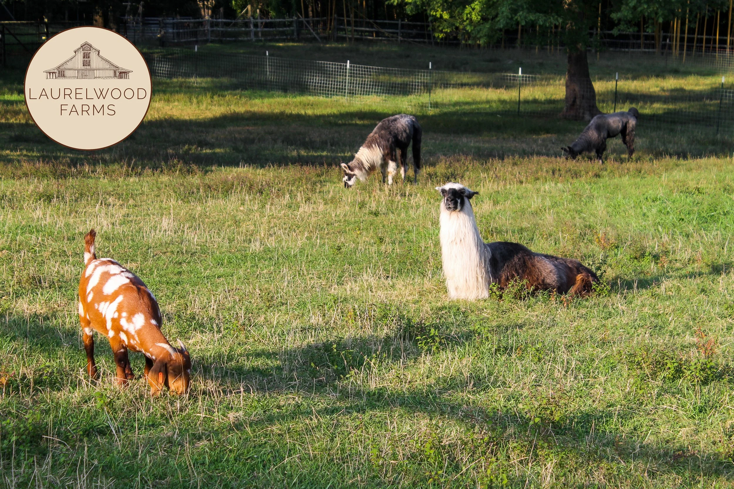 Dolly and Llamas copyy.jpg