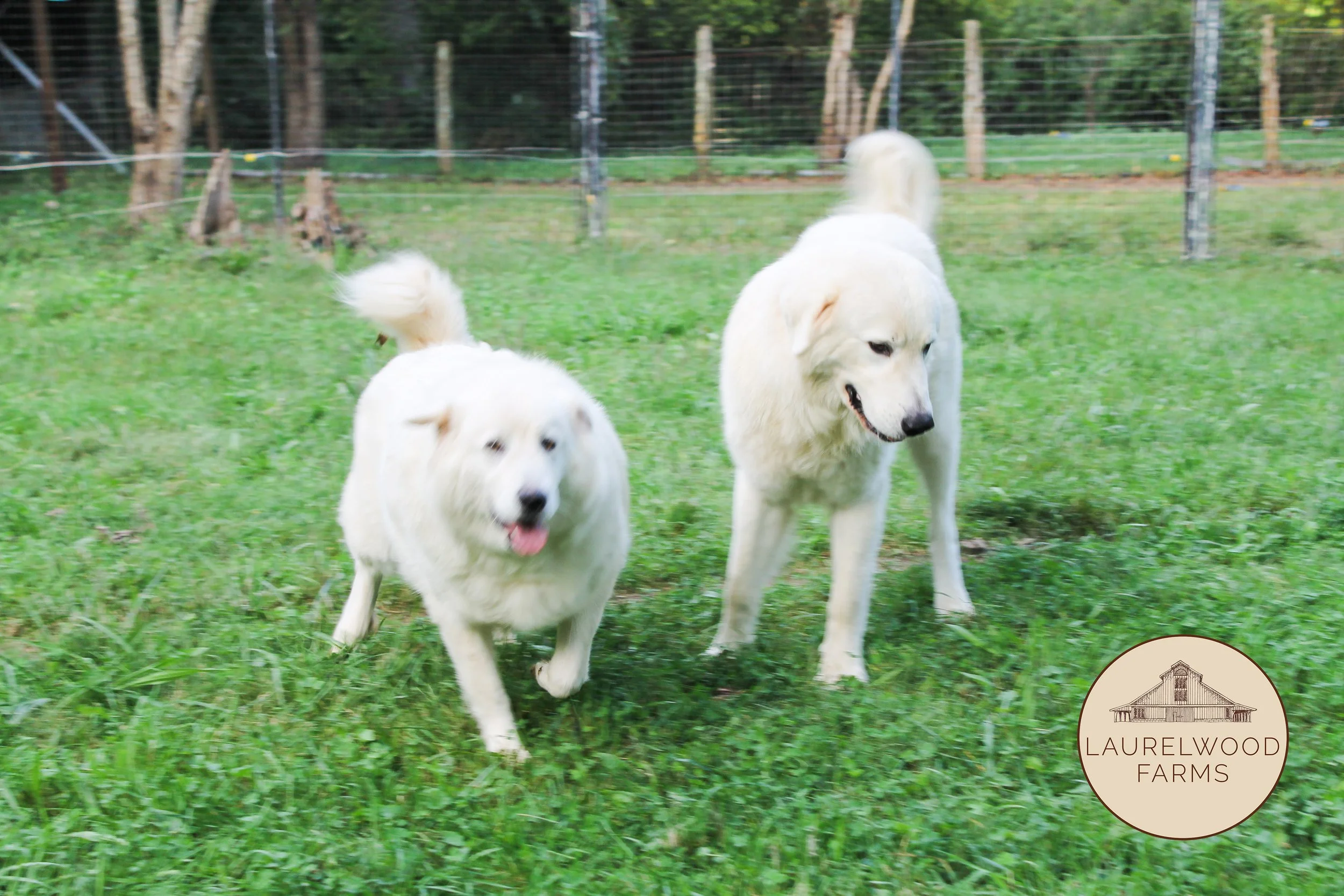 Mia and Luigi 2 copy.jpg