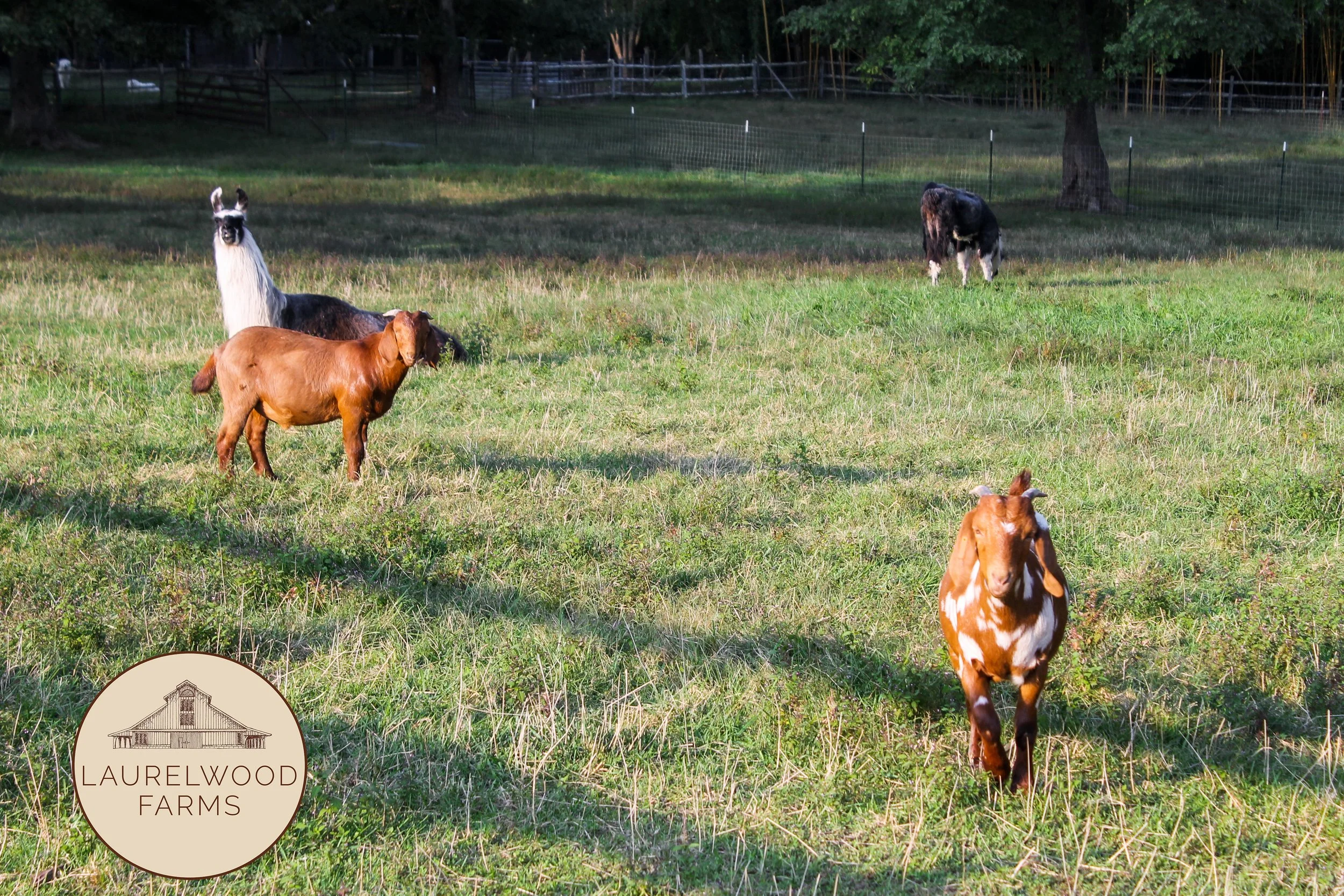 Frank Dolly and Llamas copy.jpg