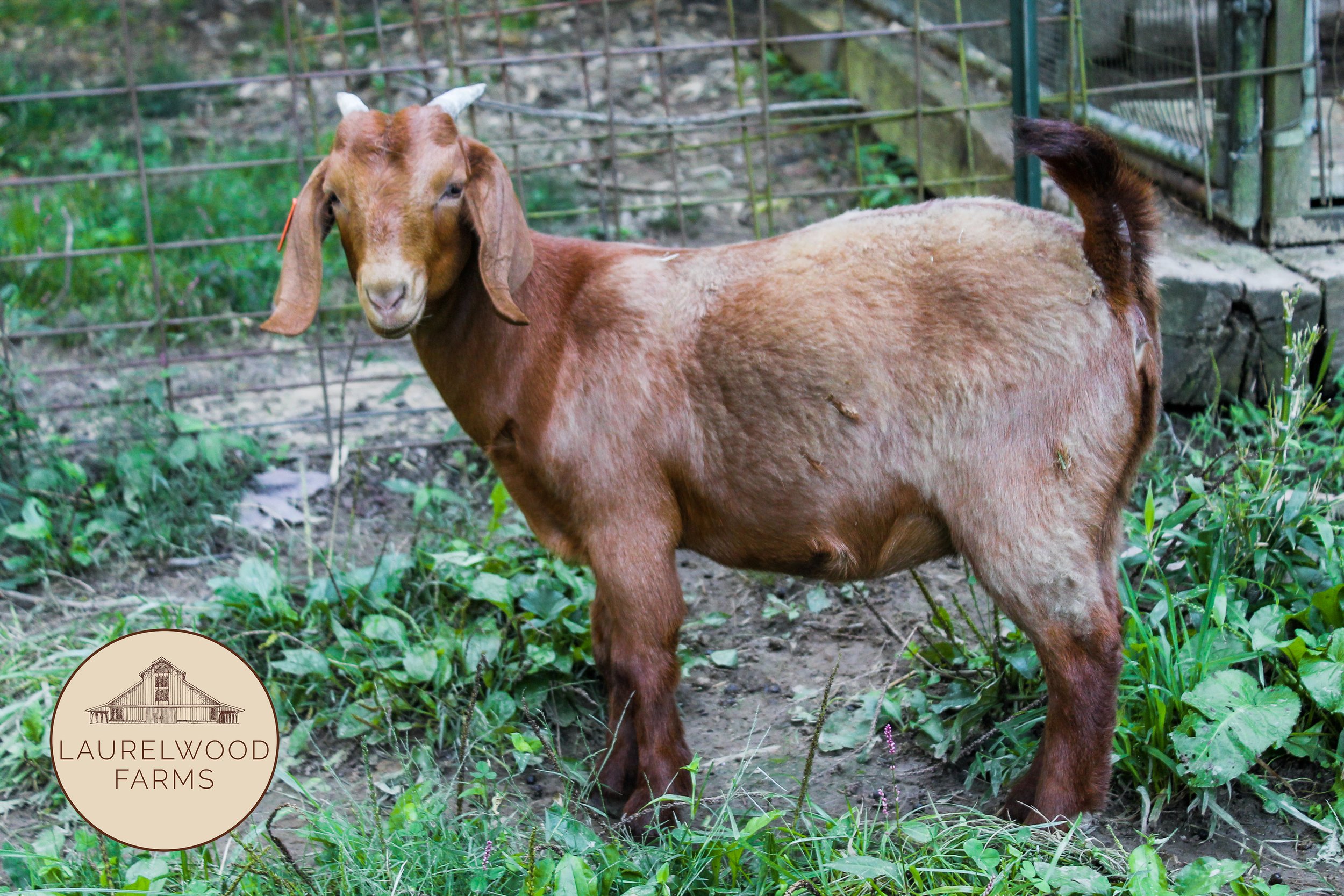 Hot Fudge L22 copy.jpg