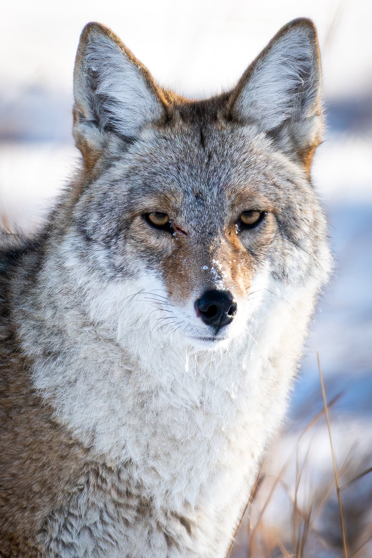 Alberta Xmas 2025-7.jpg