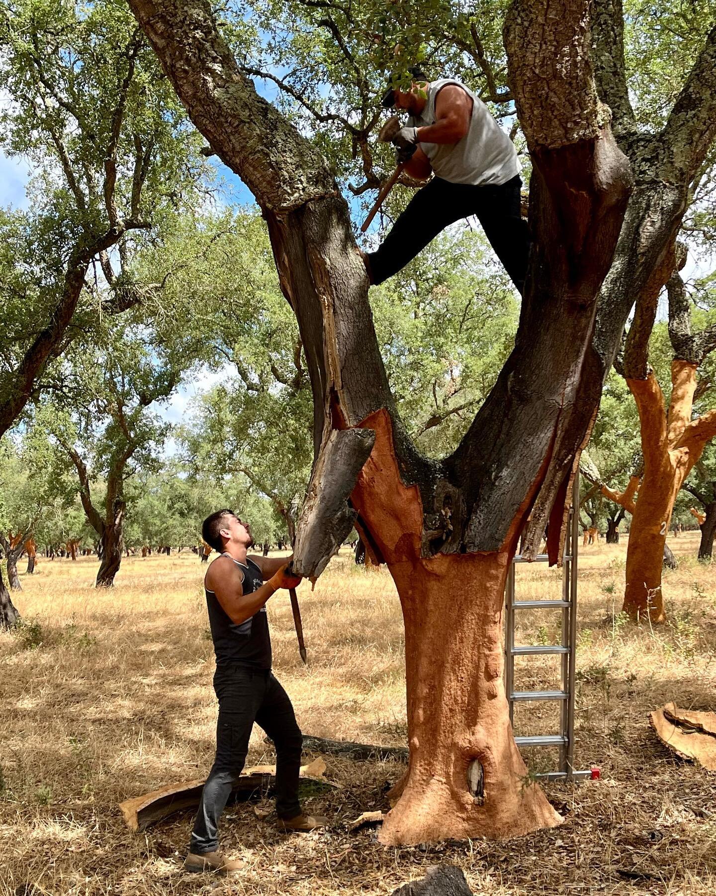 MYTHBUSTING! 

So, there&rsquo;s this story going around the wine industry that we&rsquo;re running out of cork. 

🌳 The funny thing is that cork production is probably one of the most sustainable businesses on the planet. 

🪵 They don&rsquo;t cut 