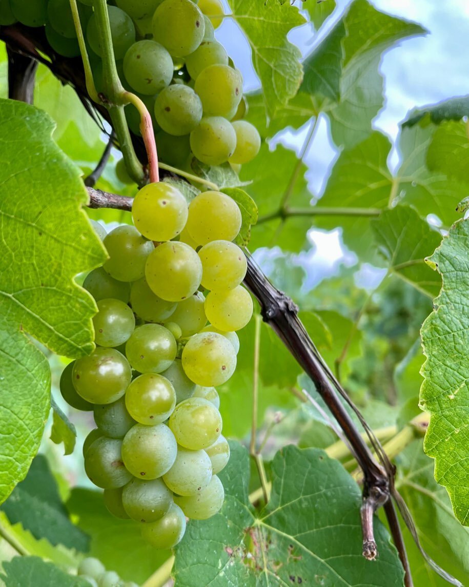 Cayuga White: I&rsquo;ve been learning a lot about hybrids and crossings on this trip to the Finger Lakes and, to sum it up, some are better than others, but you can still make GREAT wine with the right grapes and the right methods. 

There&rsquo;s s