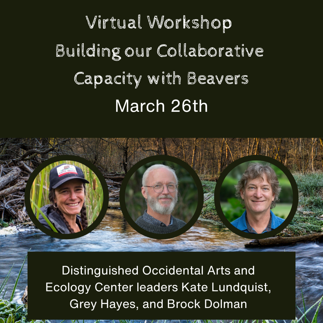 Building our Collaborative Capacity with Beavers - Virtual Workshop