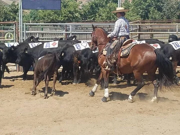 NC working cows.jpeg