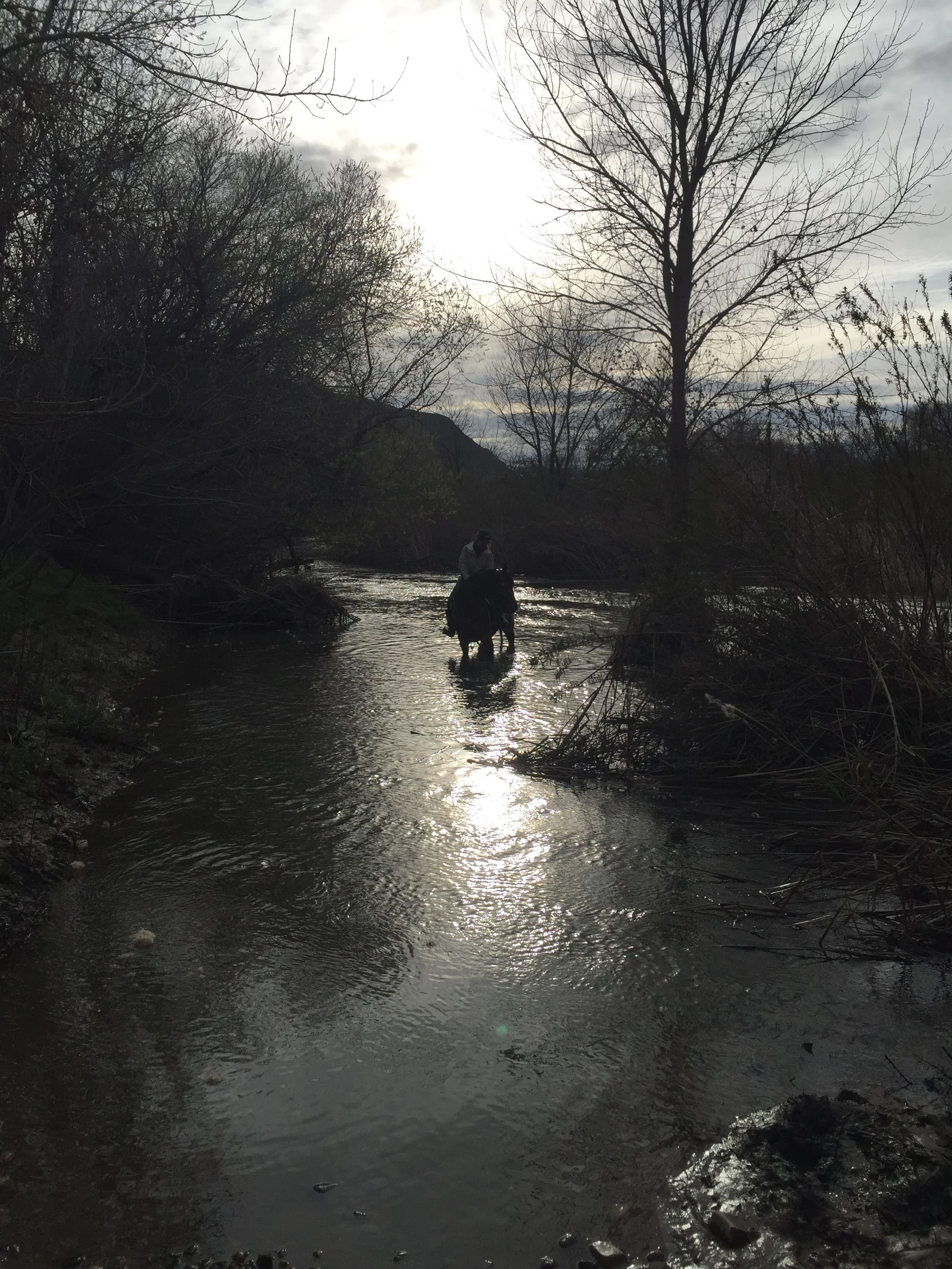 horse in river NC.jpeg