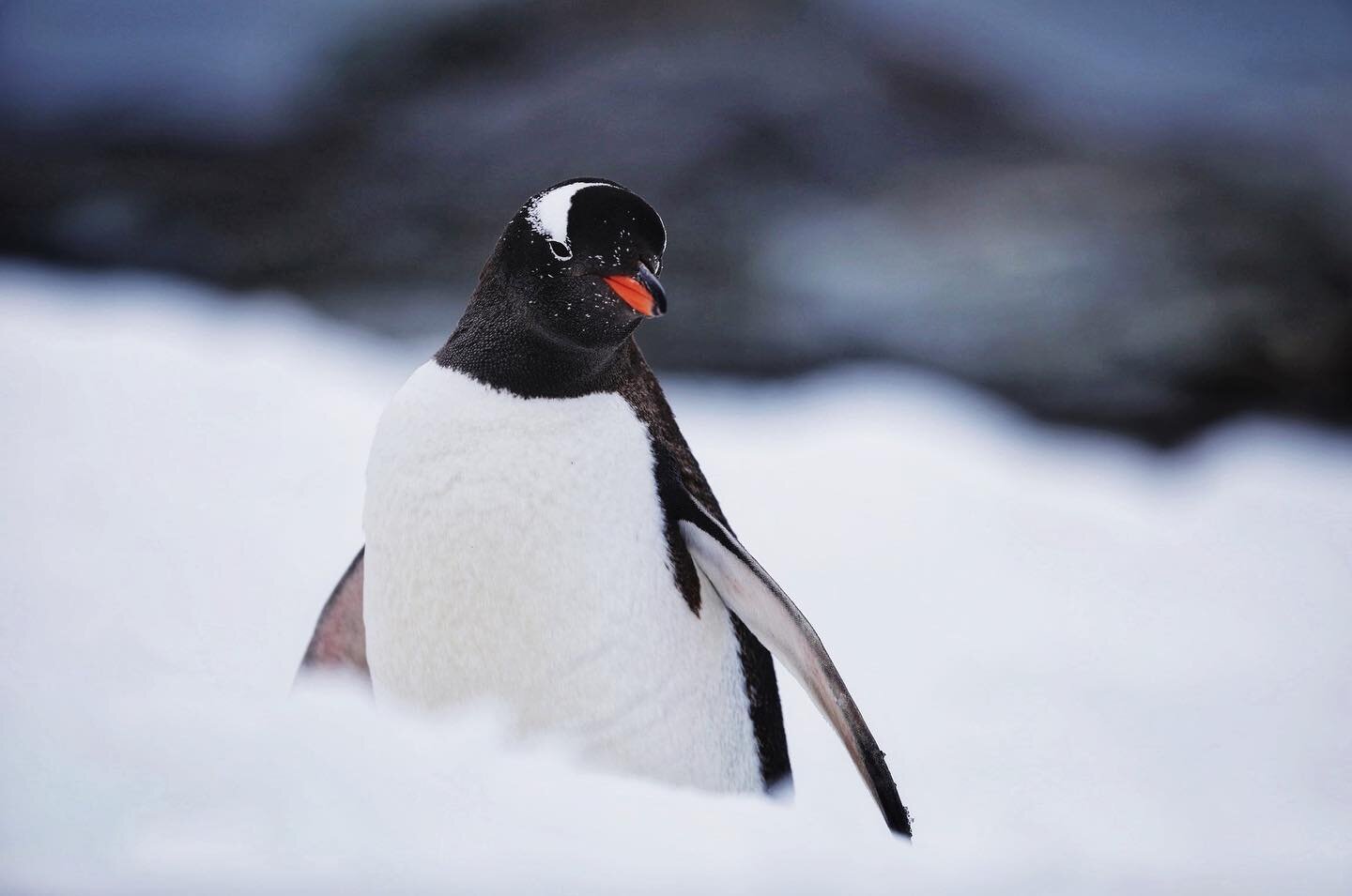 Thinking back to this staring contest with a curious Gentoo Penguin along the edge of the Antarctic peninsula.