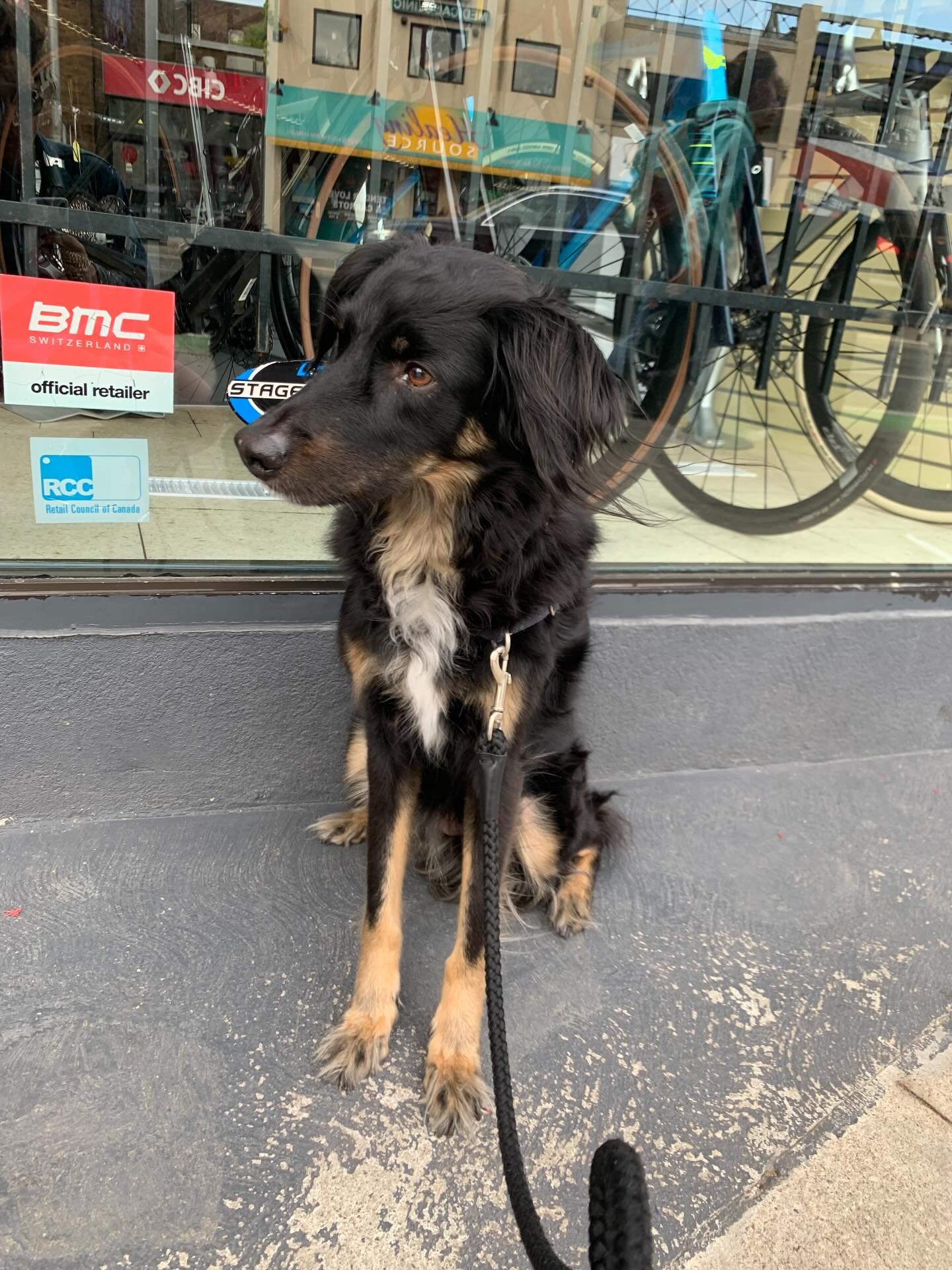 Goodbye to our sweet lady, Arrow.

Arrow joined us as a young pup from the Bahamas and the impacts of her traumatic start were palpable. With patience and a lot of care, Arrow grew to become comfortable with a choice few humans (you know who you are.