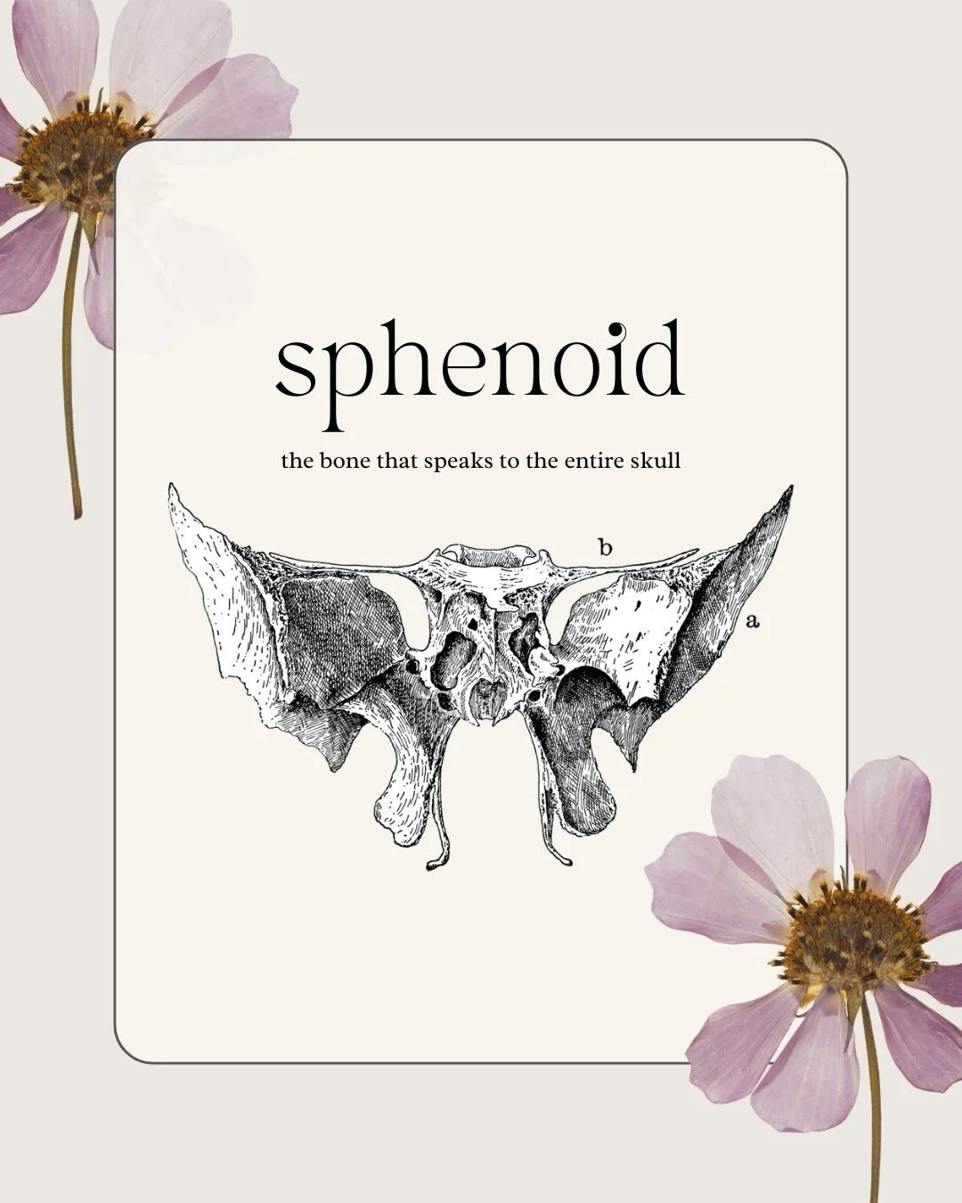 The sphenoid bone is often called the &ldquo;keystone&rdquo; of the cranial system.

This beautiful butterfly-shaped bone articulates with (touches upon) every bone in the skull and sits centrally within the cranial base. It influences movement and t