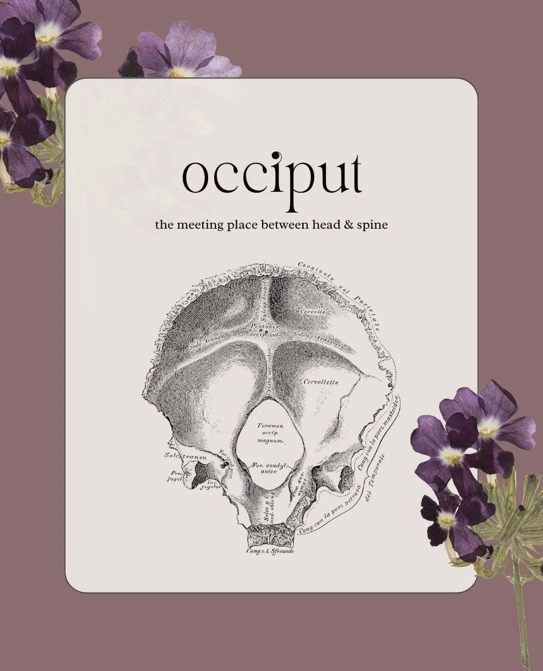 The place where the head meets the spine.

The occiput forms the back and base of the skull, surrounding the opening where the brainstem continues into the spinal cord. It&rsquo;s also where the skull meets the first bone of the neck.

In my sessions