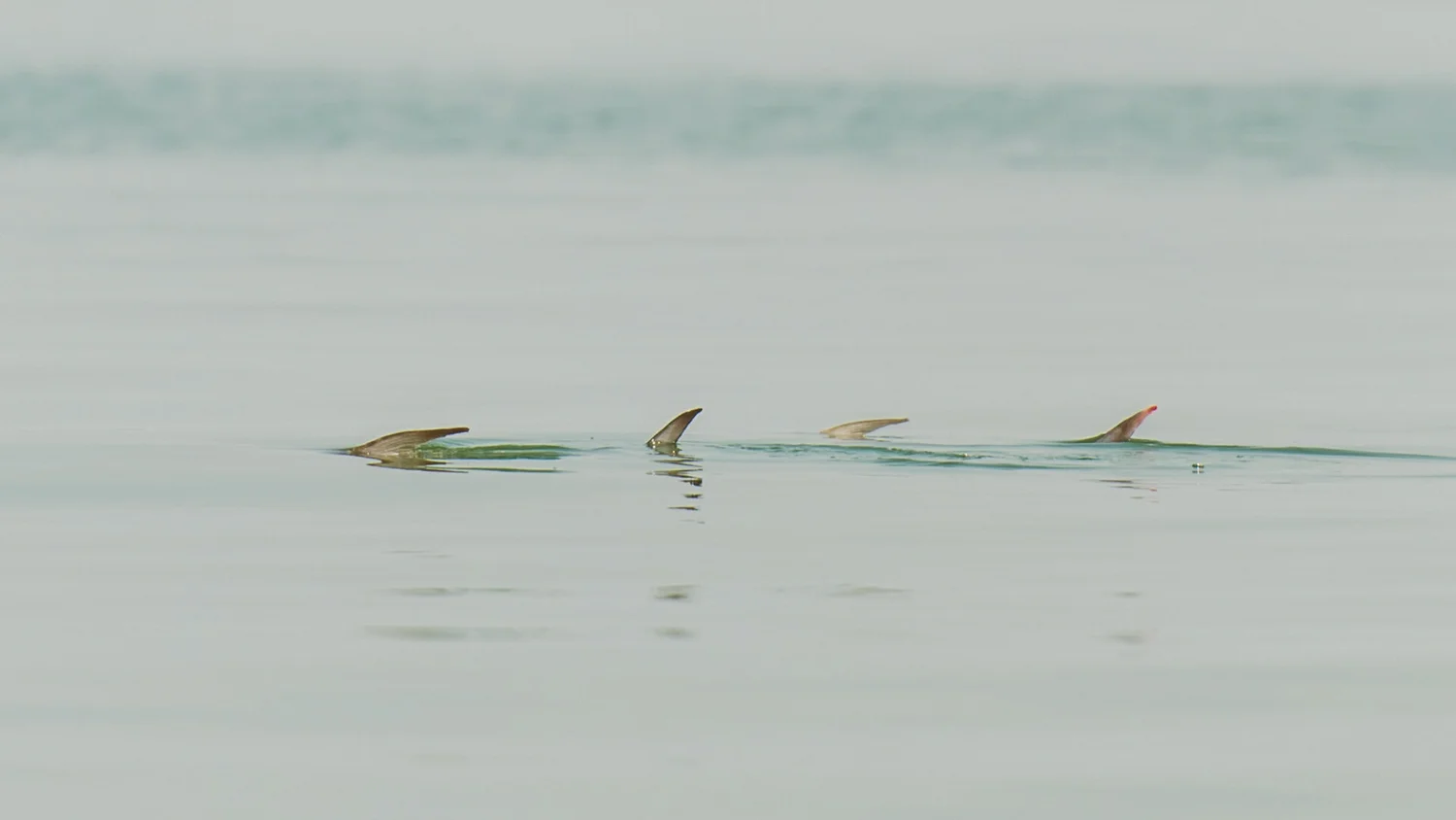 Fly Fish Key West Permit Permit Fly Fishing
