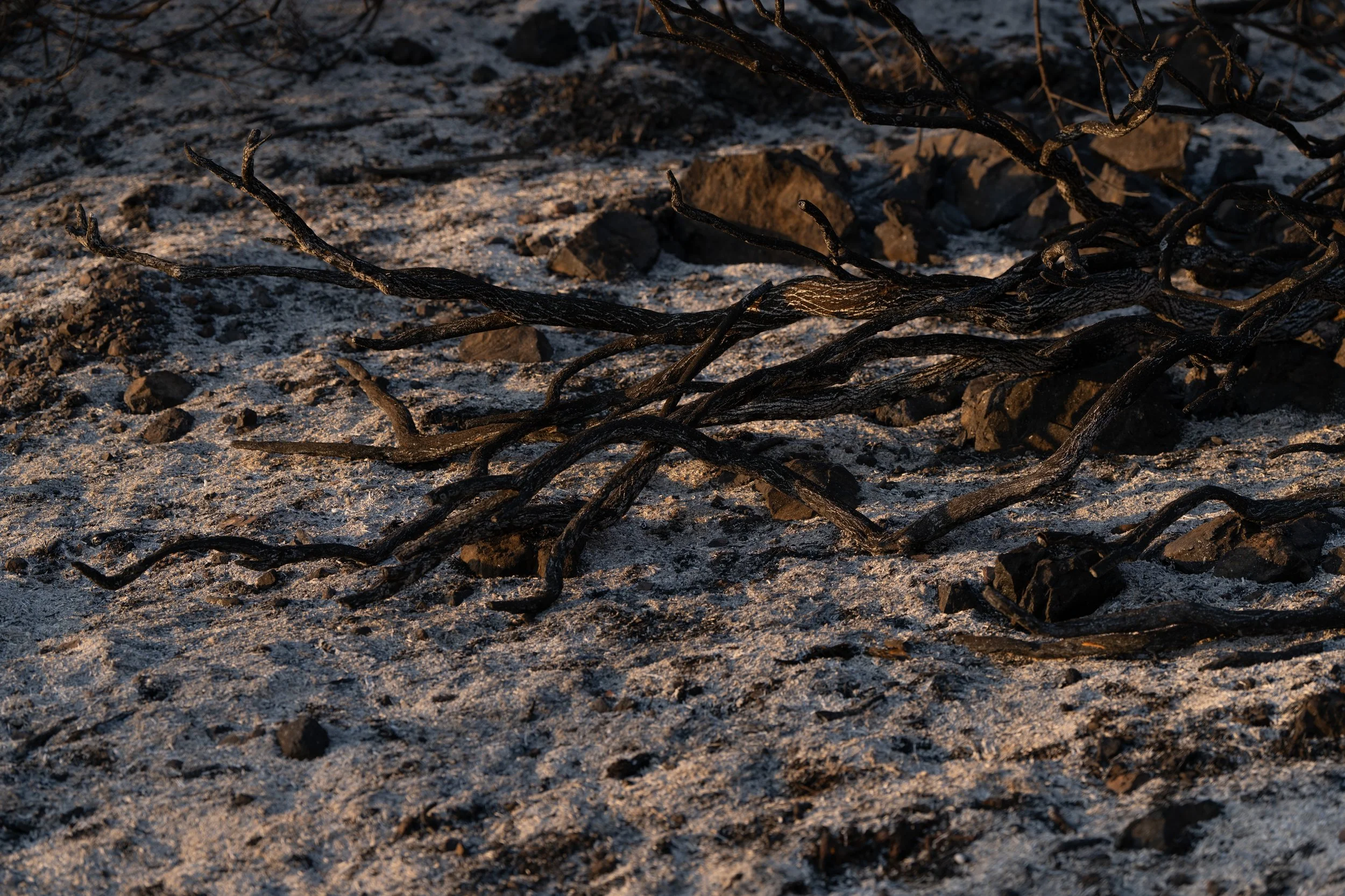 Charred branches lie across ash-covered ground near Highway 1 following the Plaskett Fire in Big Sur, Calif., Friday, Sept. 4, 2026.