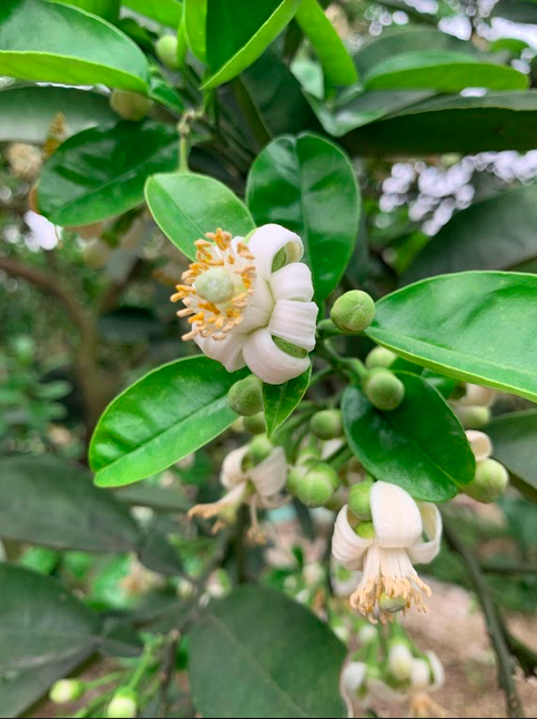 Botanical of the Month: Pomelo Flower