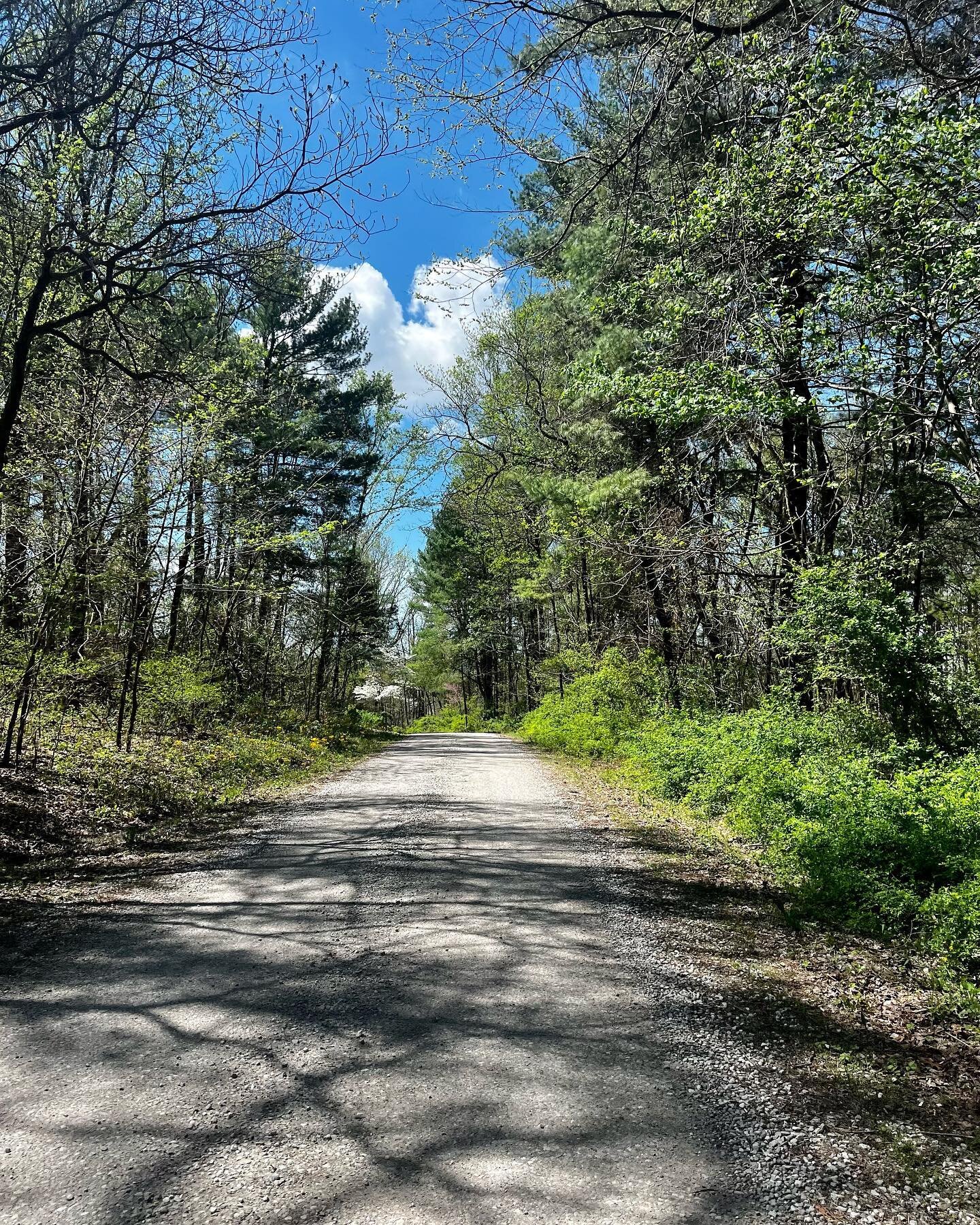 Received a foliage report of Hoosier National Forest from @emmypenta and it&rsquo;s looking like prime springtime! Who&rsquo;s up for more gravel these upcoming weeks?