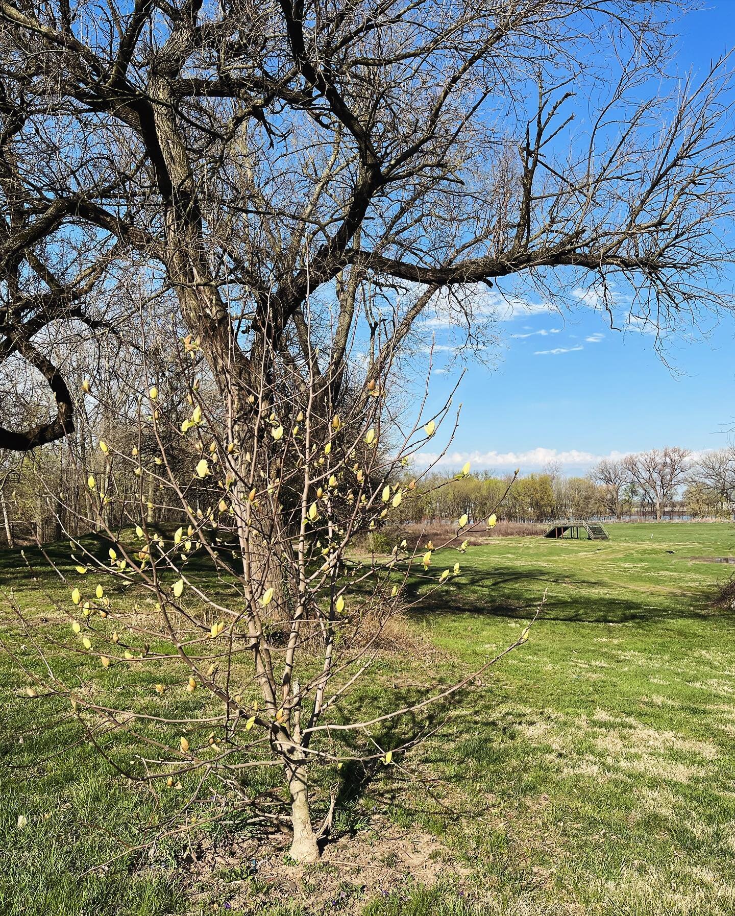 Happy Spring from Eva Bandman Park 🐣 

We&rsquo;ve got to organize a trail day soon so we can pick up trash and tackle the honeysuckle early! Another year of #crossiscoming is upon us ❤️🦅👹